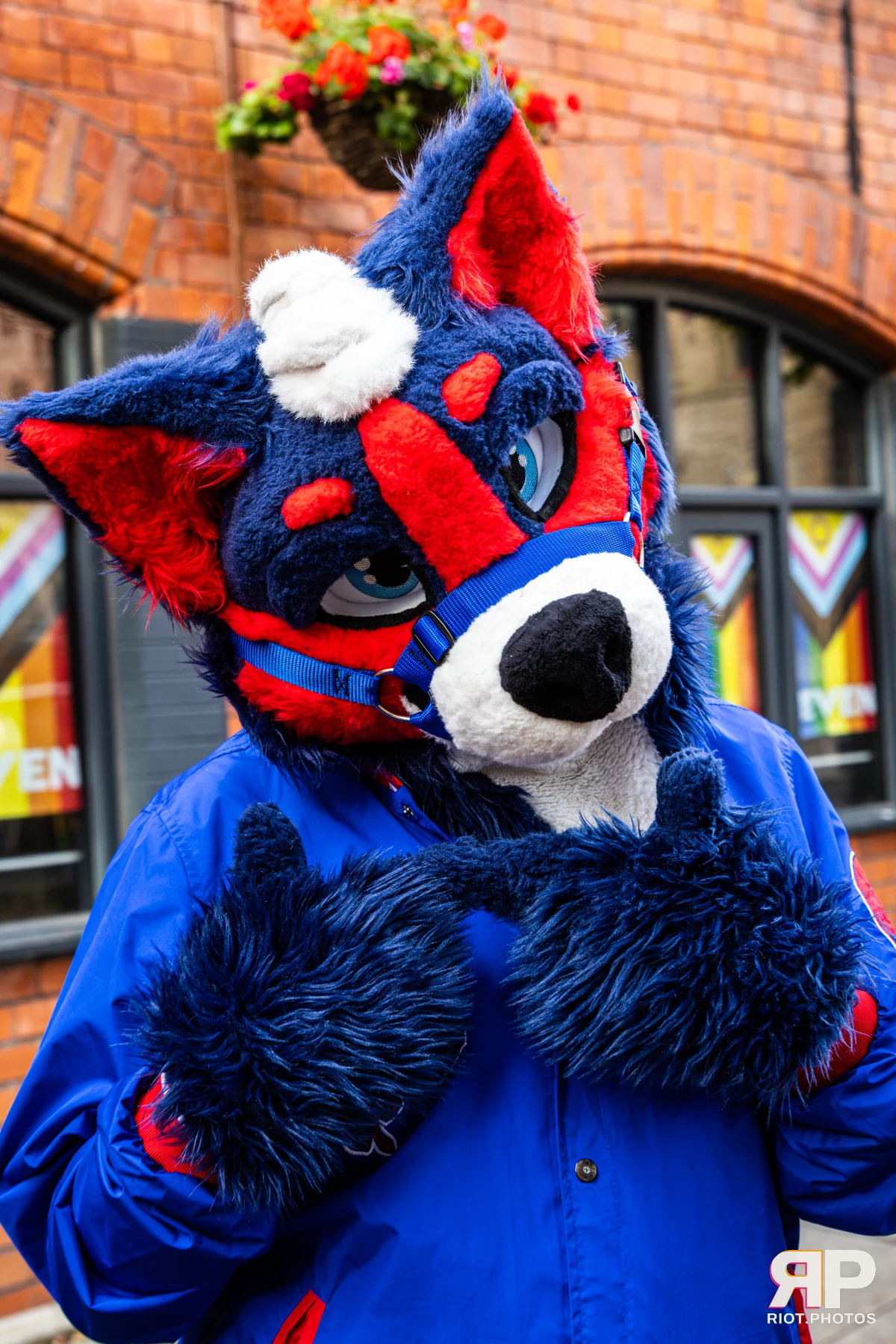 Doggy Weekend 2026 - 18 Oct 2026, Fluffy Riot photography - photo 312