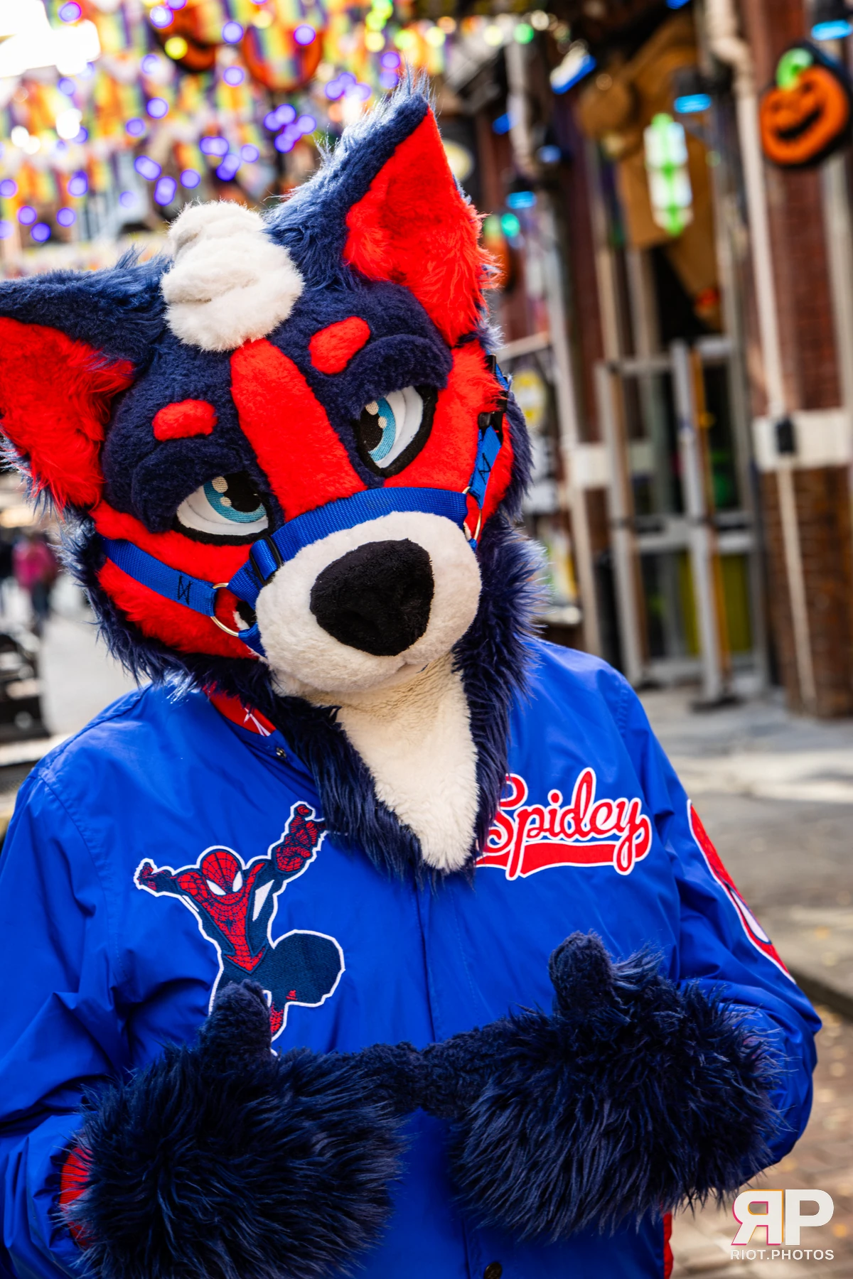 Doggy Weekend 2026 - 18 Oct 2026, Fluffy Riot photography - photo 311