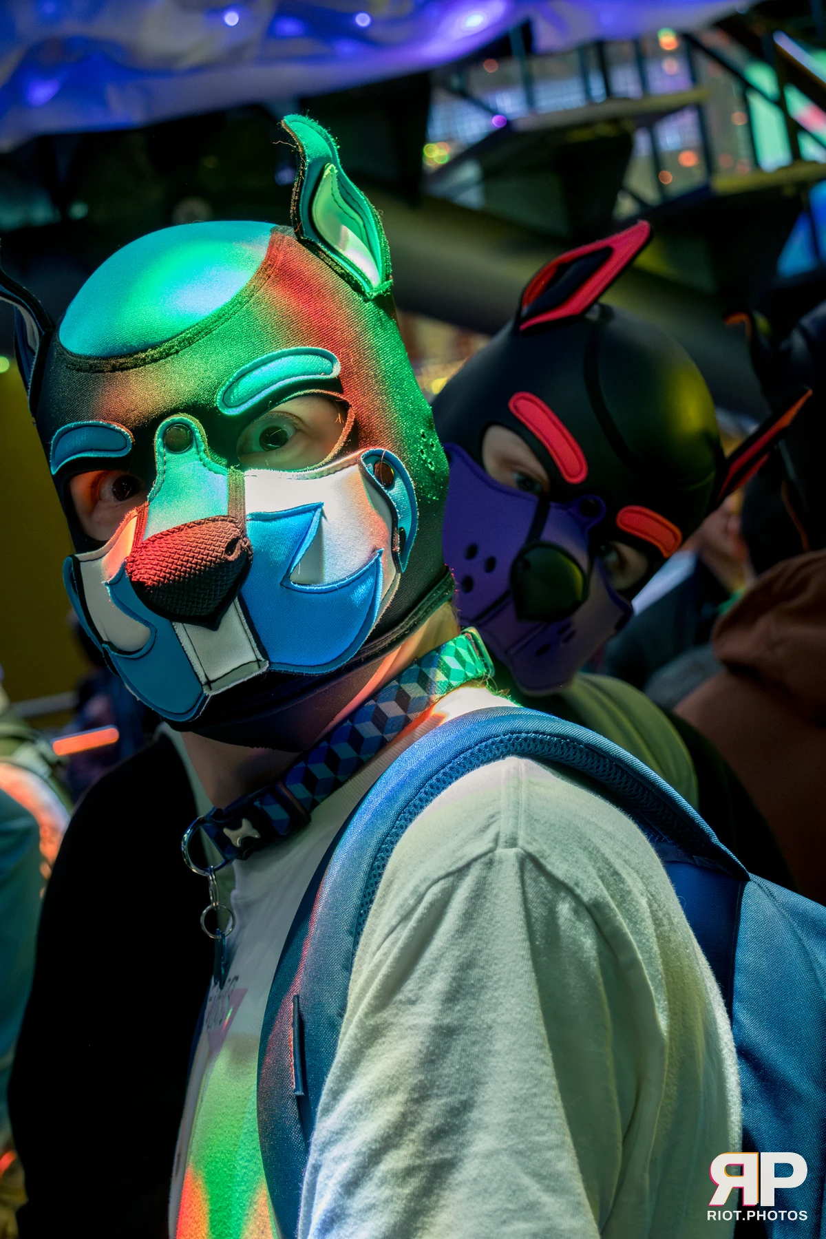 Kennel Klub - January, 2026