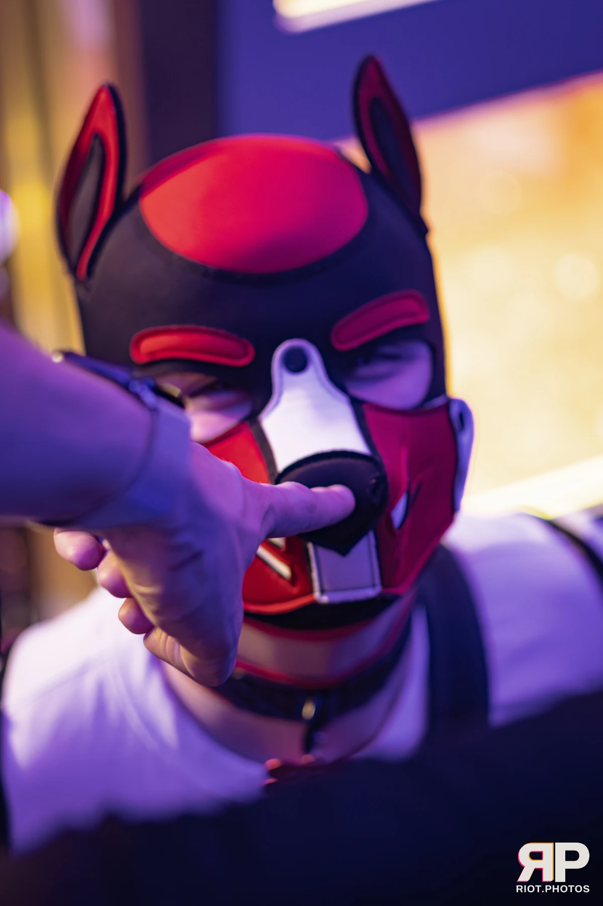 Kennel Klub - February, 2026 — 07 Feb 2026, Fluffy Riot photography — photo 39