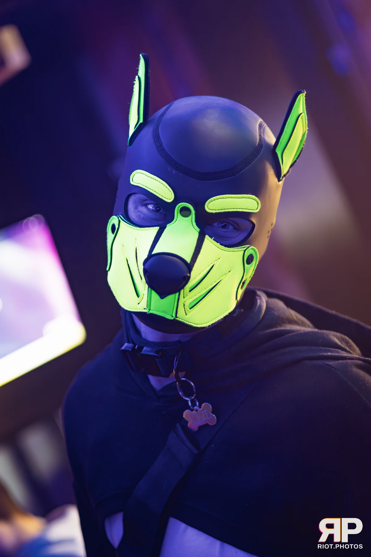 Kennel Klub - February, 2026 — 07 Feb 2026, Fluffy Riot photography — photo 40