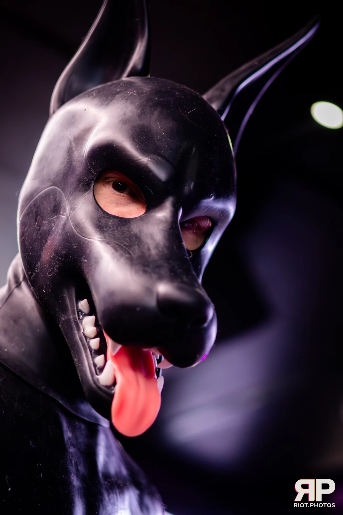 Pup Kaz — furry & pup photography by Fluffy Riot — photo 143