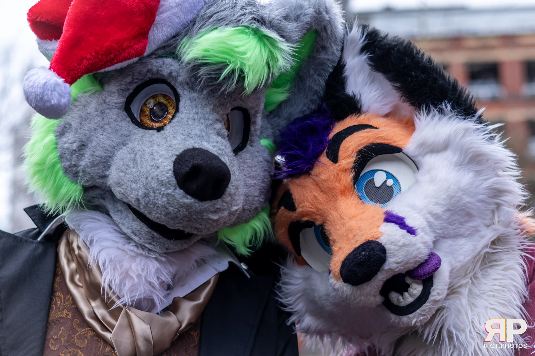 MancFurs - December, 2024 — 14 Dec 2024, Fluffy Riot photography — photo 17