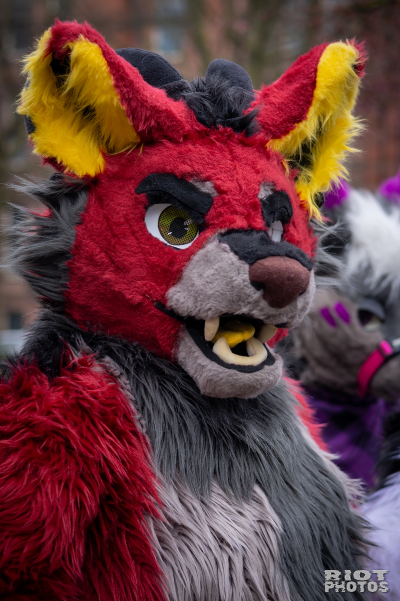 2025-02-08 MancFurs-202502-002.jpg