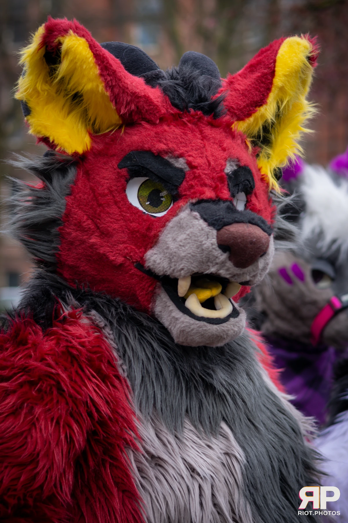 MancFurs - February, 2025 — 08 Feb 2025, Fluffy Riot photography — photo 2