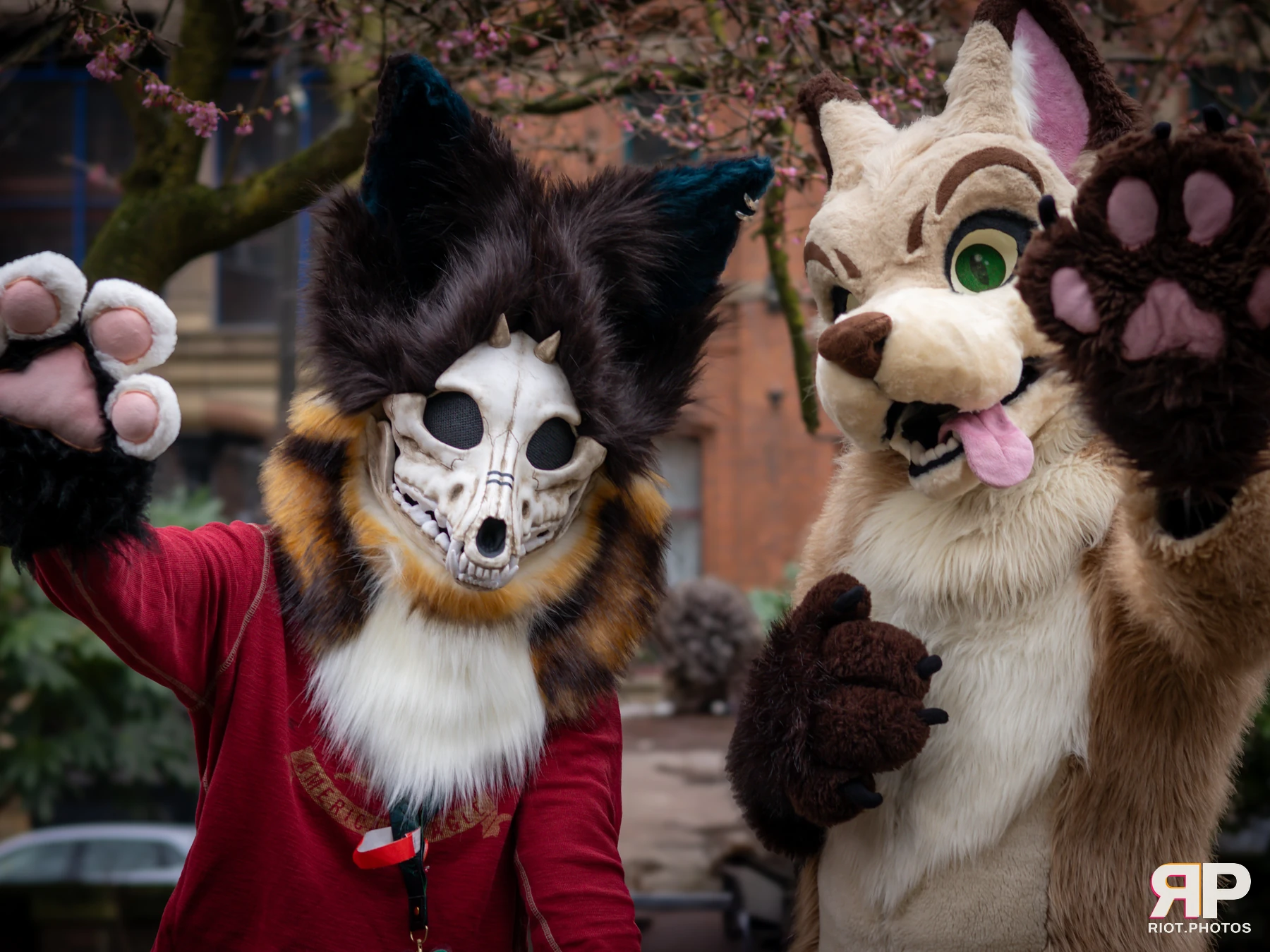 MancFurs - February, 2025 — 08 Feb 2025, Fluffy Riot photography — photo 14
