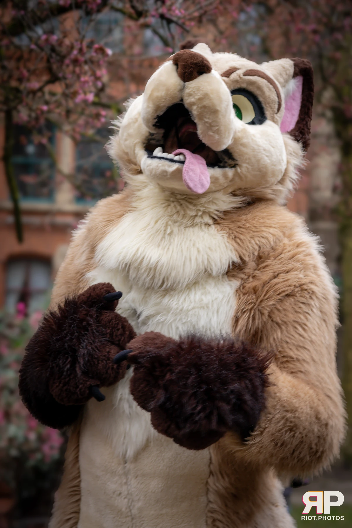 MancFurs - February, 2025 — 08 Feb 2025, Fluffy Riot photography — photo 15