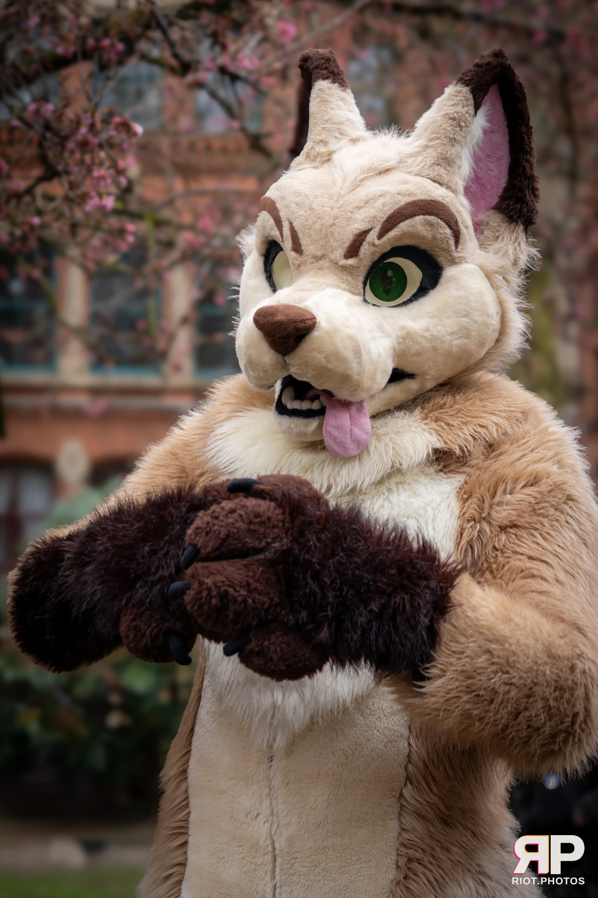MancFurs - February, 2025 — 08 Feb 2025, Fluffy Riot photography — photo 16