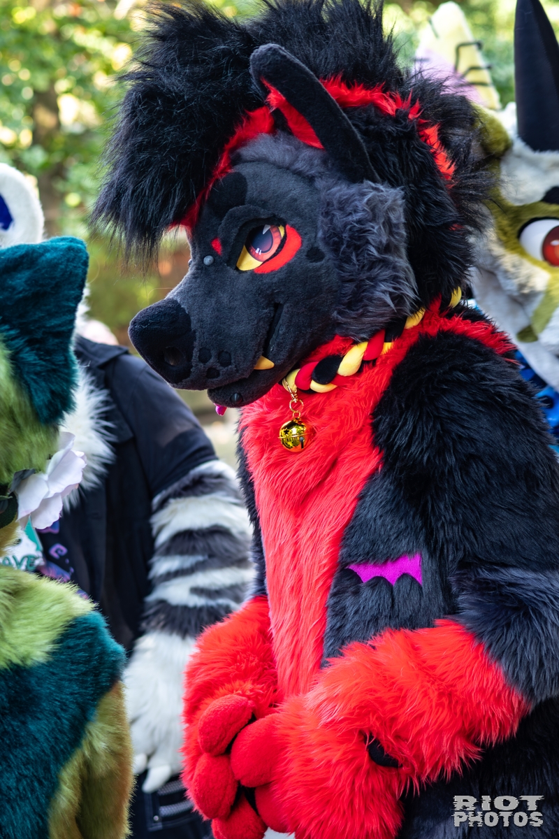 2025-10-11 MancFurs-202510-046.jpg