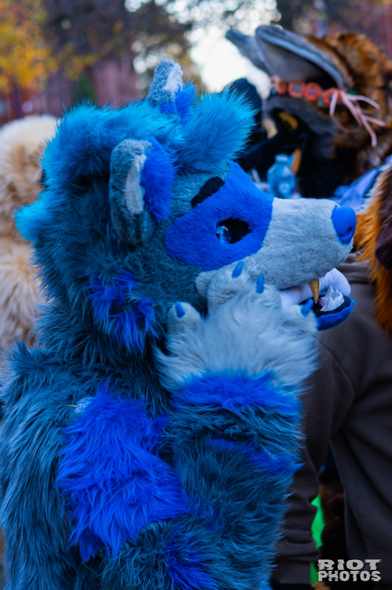 2025-11-08 MancFurs-202511-031.jpg