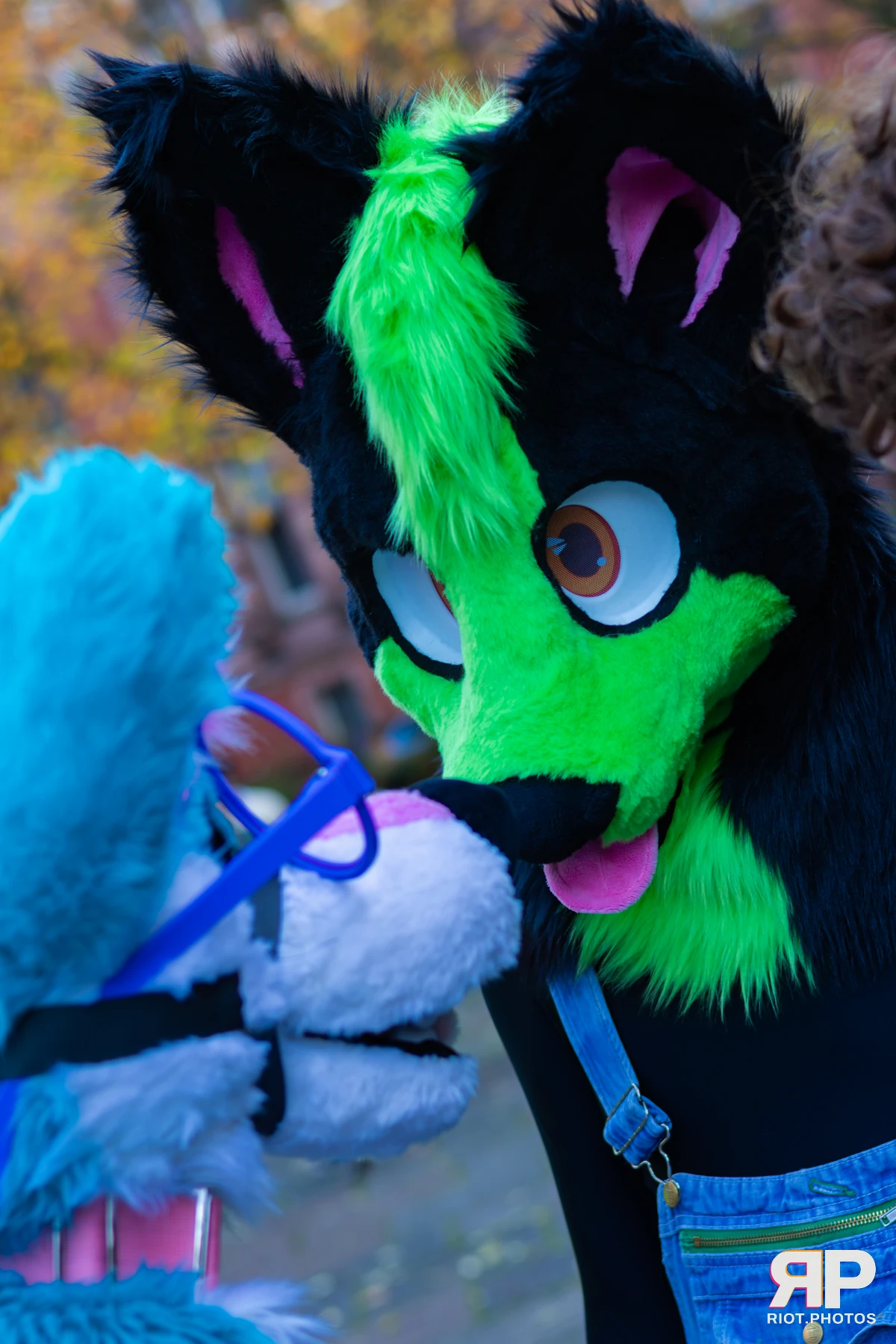 Pup Kaz — furry & pup photography by Fluffy Riot — photo 266