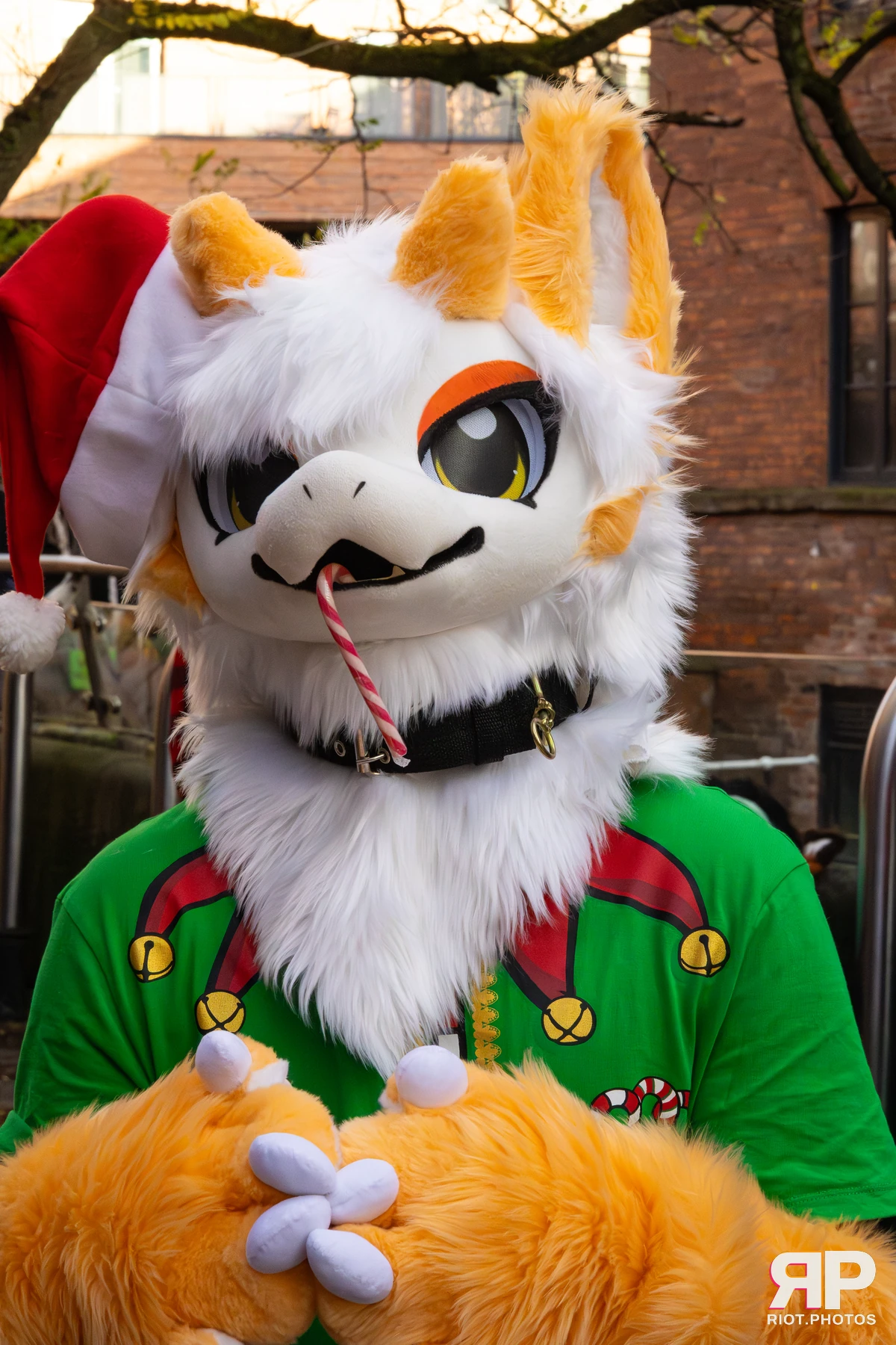 MancFurs - December, 2025 — 13 Dec 2025, Fluffy Riot photography — photo 15