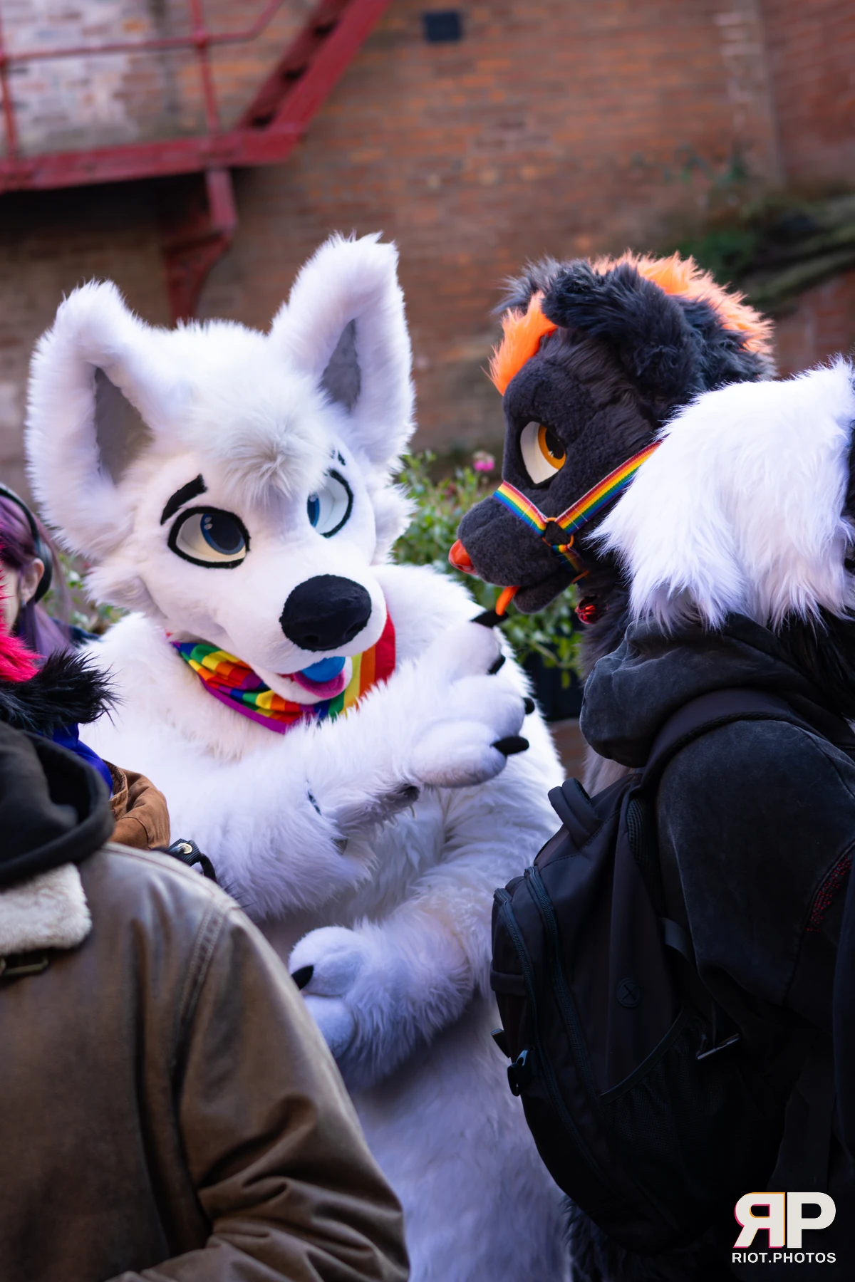 MancFurs - January, 2026 — 10 Jan 2026, Fluffy Riot photography — photo 8