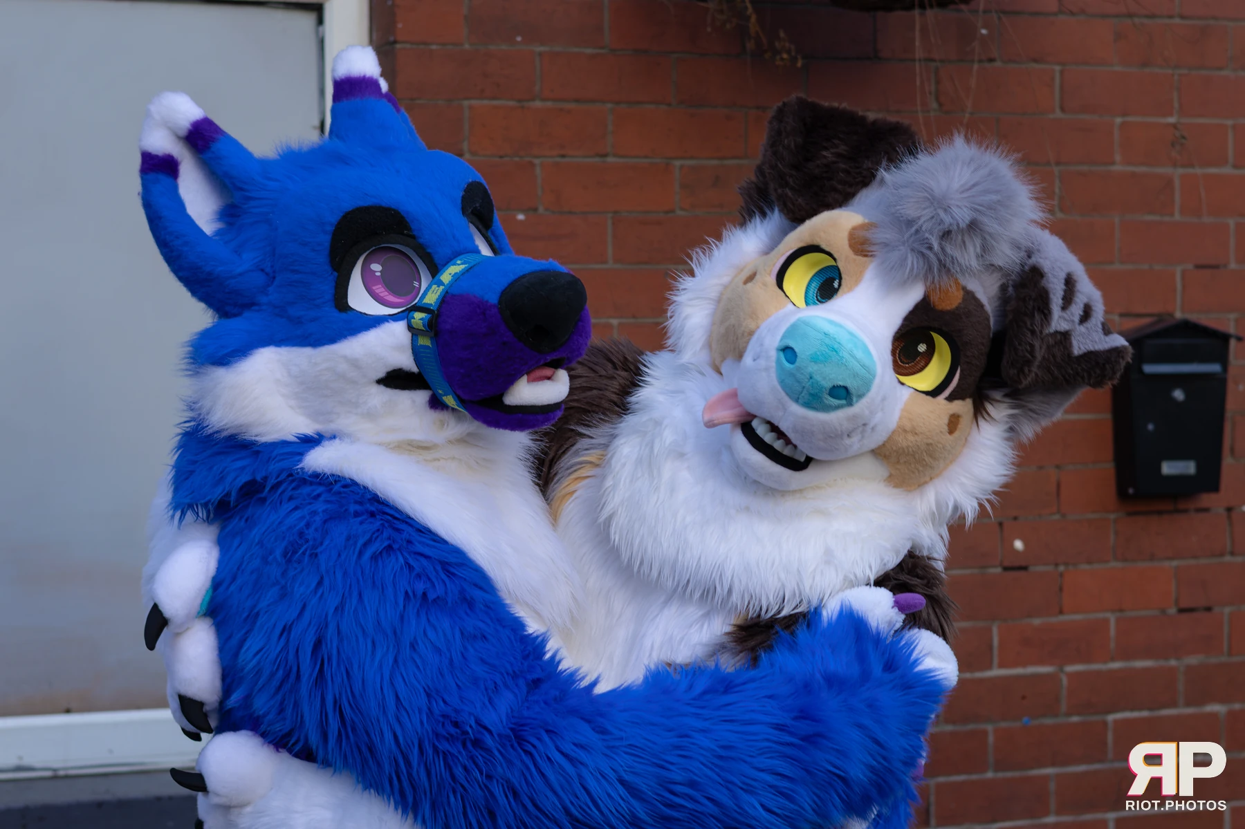 MancFurs - January, 2026 — 10 Jan 2026, Fluffy Riot photography — photo 27