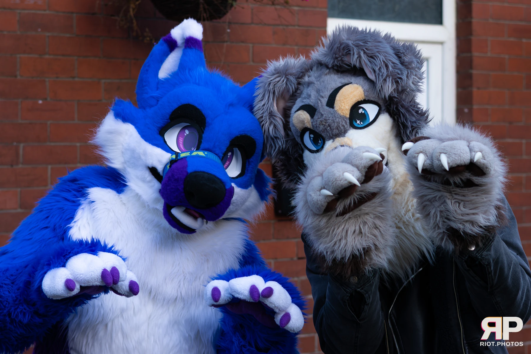 MancFurs - January, 2026 — 10 Jan 2026, Fluffy Riot photography — photo 30