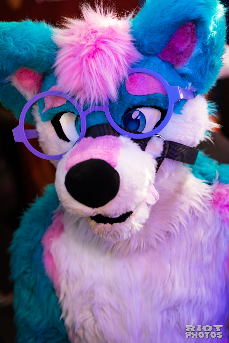 2026-02-14 MancFurs-202602-001.jpg
