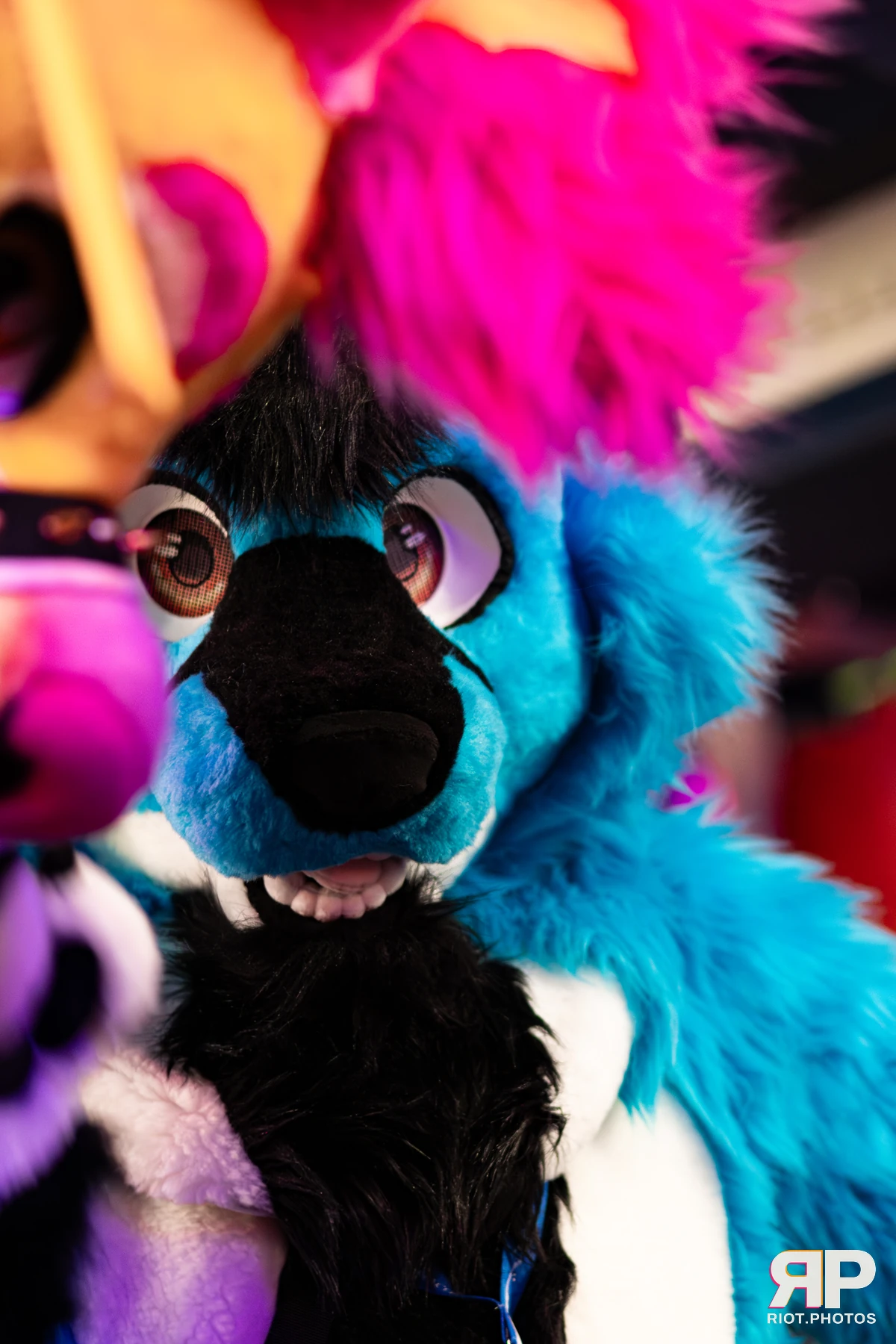 Tyro — furry & pup photography by Fluffy Riot — photo 2