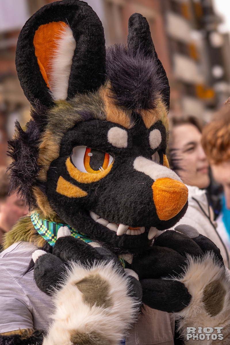 2026-02-14 MancFurs-202602-027.jpg