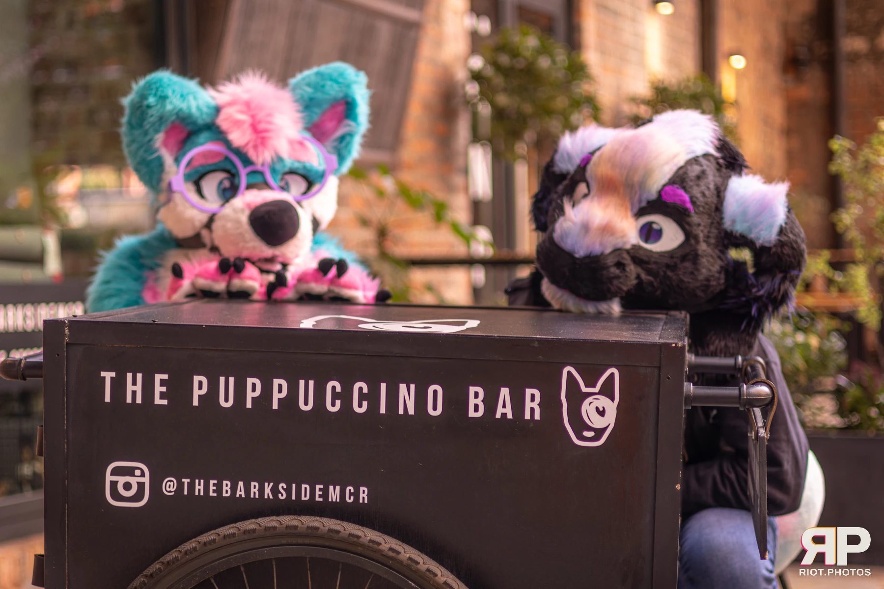Pup Bismuth — furry & pup photography by Fluffy Riot — photo 7