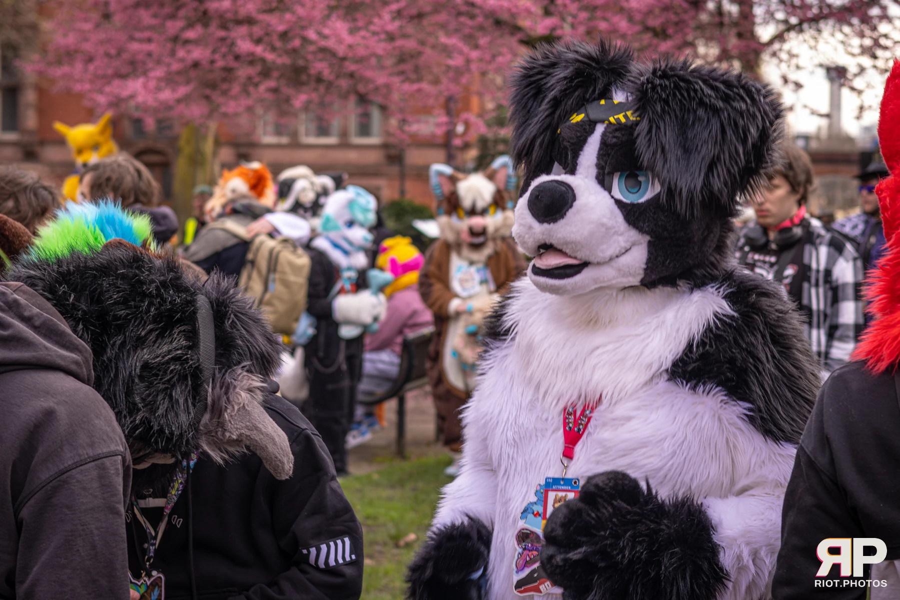 MancFurs - February, 2026 — 14 Feb 2026, Fluffy Riot photography — photo 48