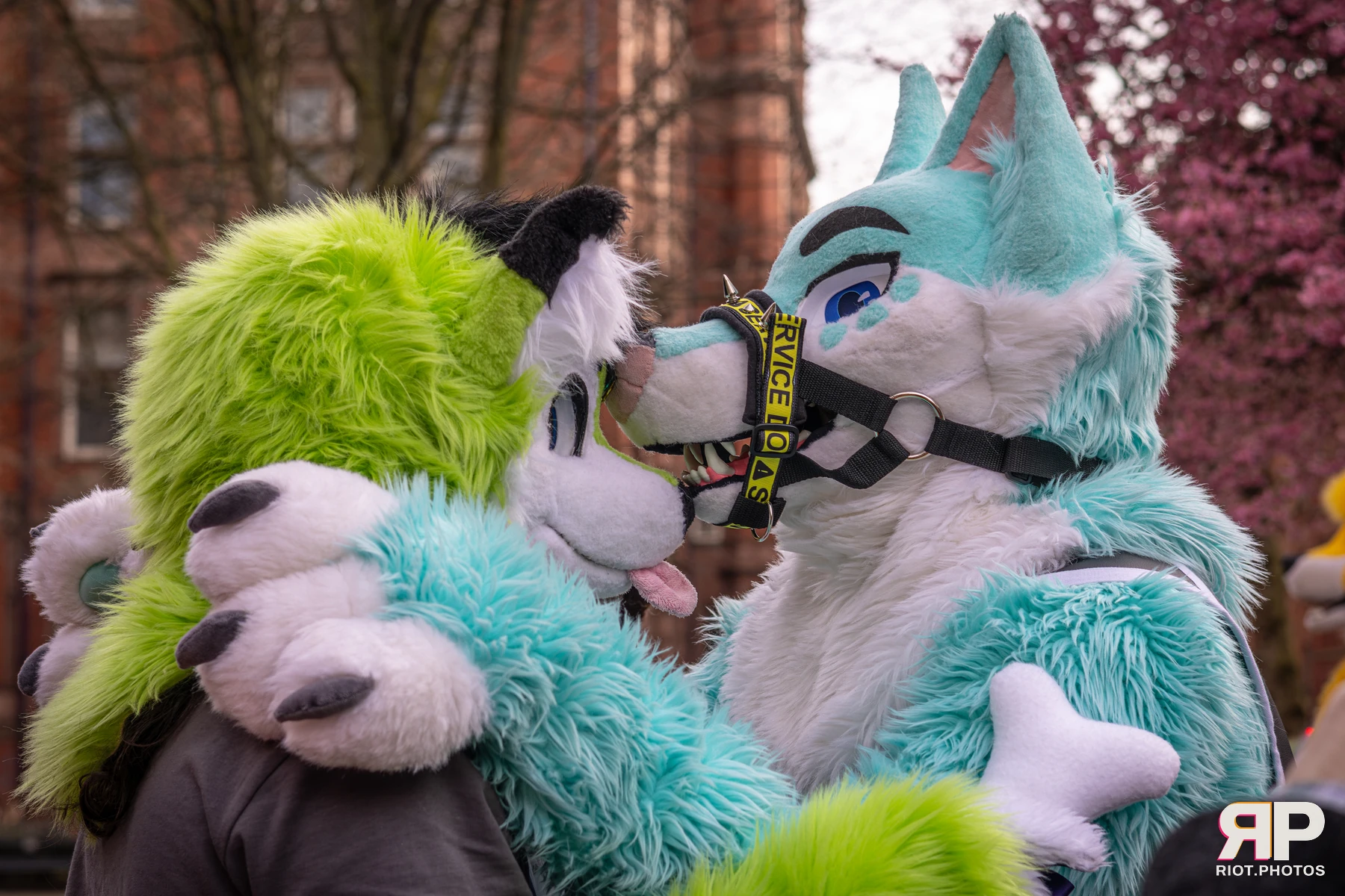 MancFurs - February, 2026 — 14 Feb 2026, Fluffy Riot photography — photo 57