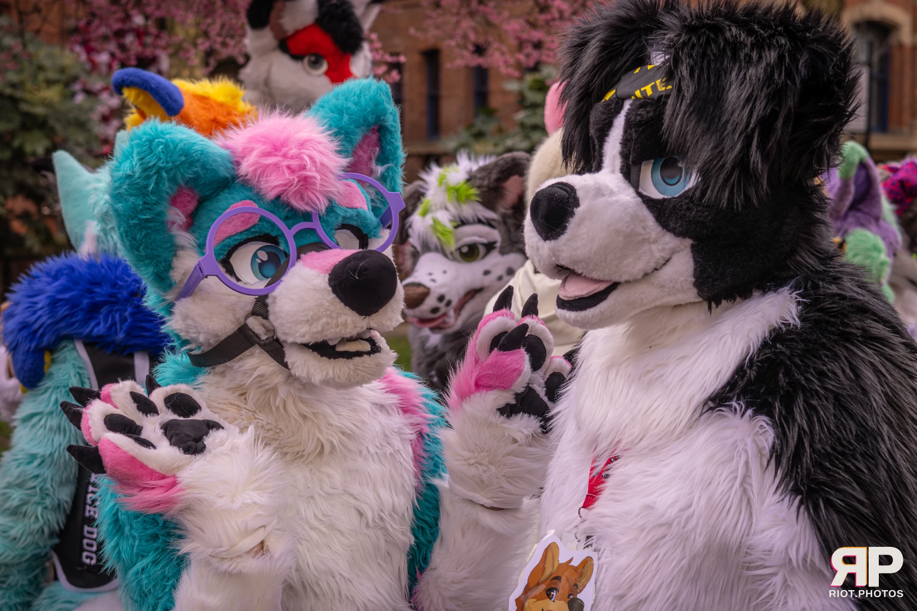 Pup Kaz — furry & pup photography by Fluffy Riot — photo 165