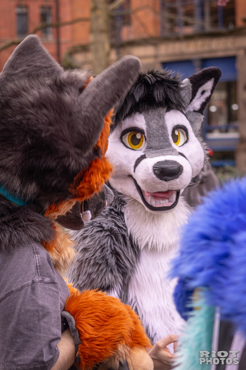 2026-02-14 MancFurs-202602-072.jpg