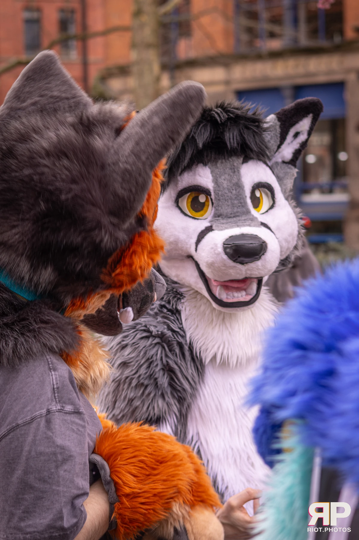 MancFurs - February, 2026 — 14 Feb 2026, Fluffy Riot photography — photo 72