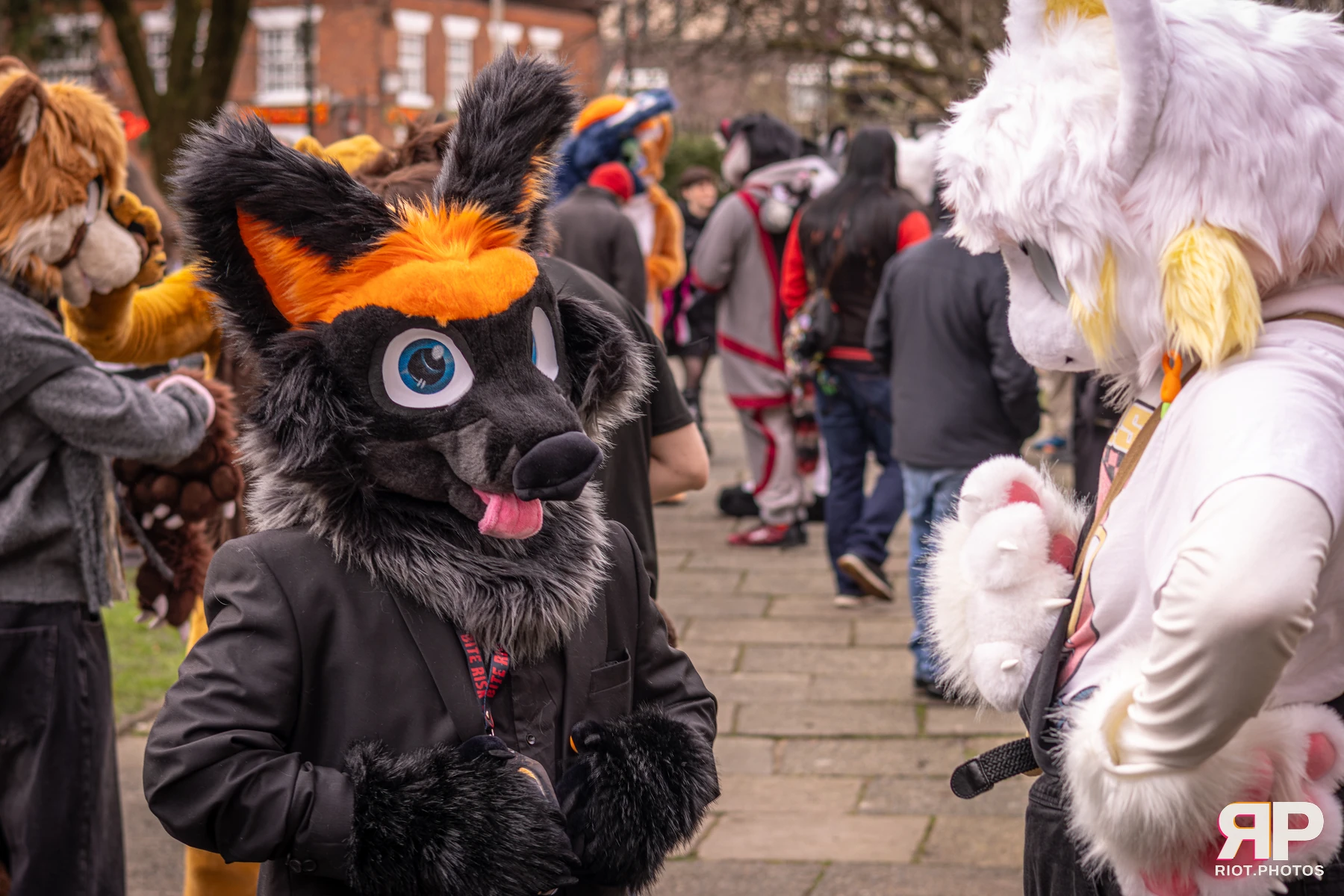 MancFurs - February, 2026 — 14 Feb 2026, Fluffy Riot photography — photo 82