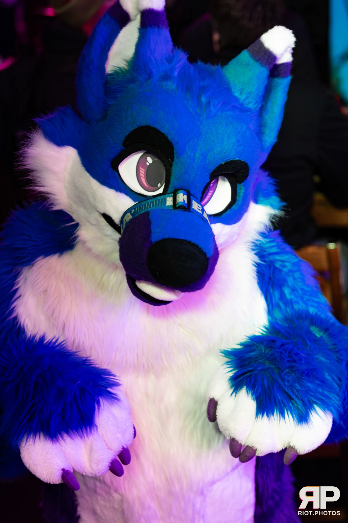 MancFurs - February, 2026 — 14 Feb 2026, Fluffy Riot photography — photo 89
