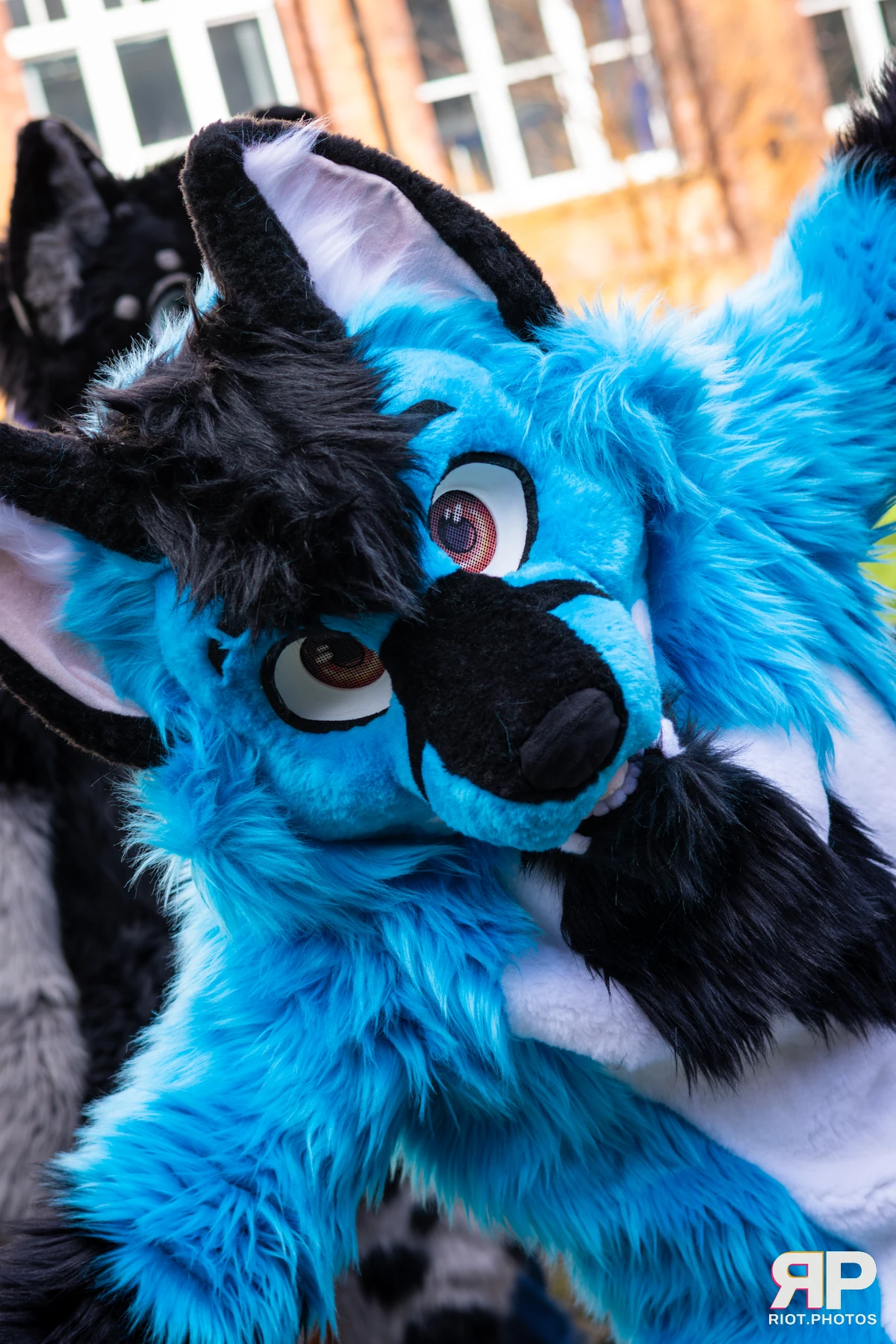 Tyro — furry & pup photography by Fluffy Riot — photo 1