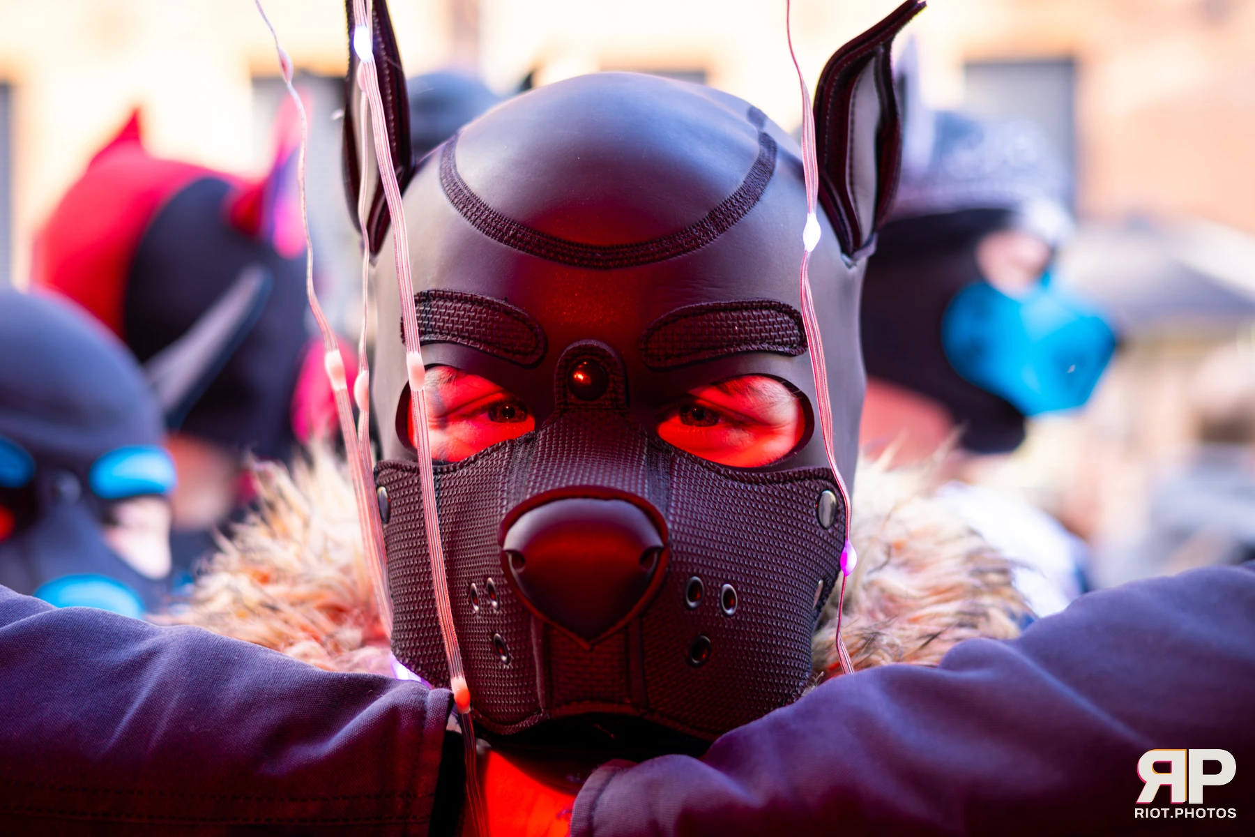 King Yeena — furry & pup photography by Fluffy Riot — photo 17