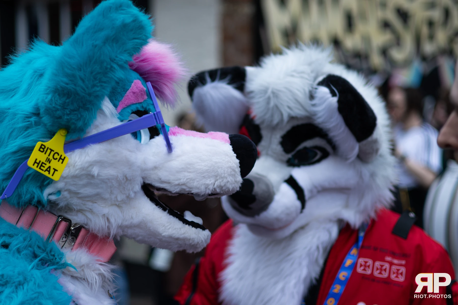 Pup Kaz — furry & pup photography by Fluffy Riot — photo 81