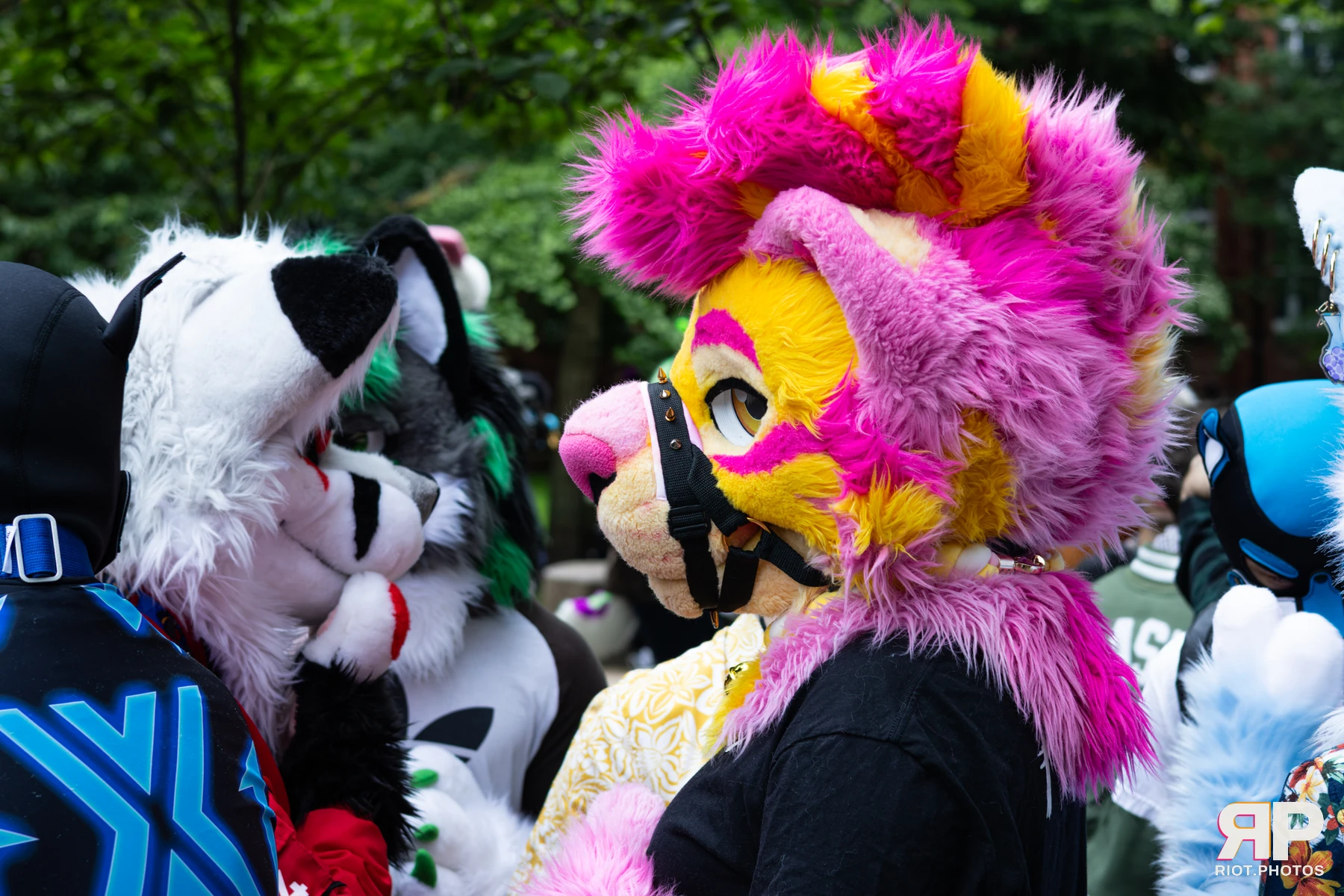 Grumpy / Starburst — furry & pup photography by Fluffy Riot — photo 1
