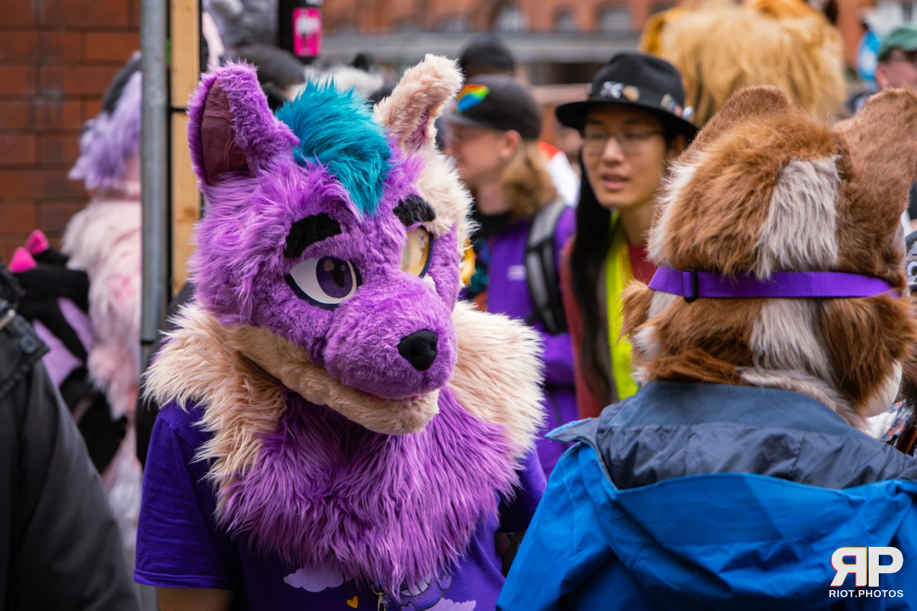 MancFurs - September, 2026 — 12 Sep 2026, Fluffy Riot photography — photo 3