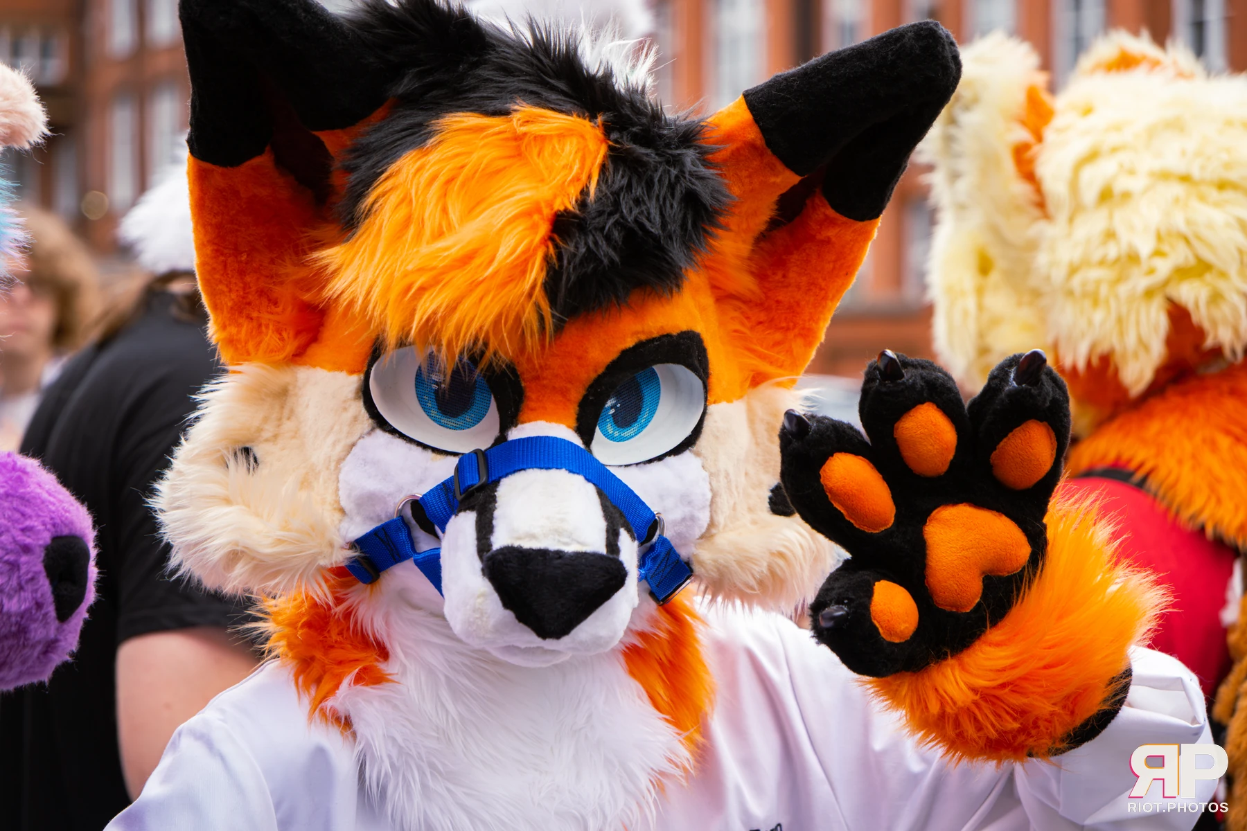 MancFurs - September, 2026 — 12 Sep 2026, Fluffy Riot photography — photo 17