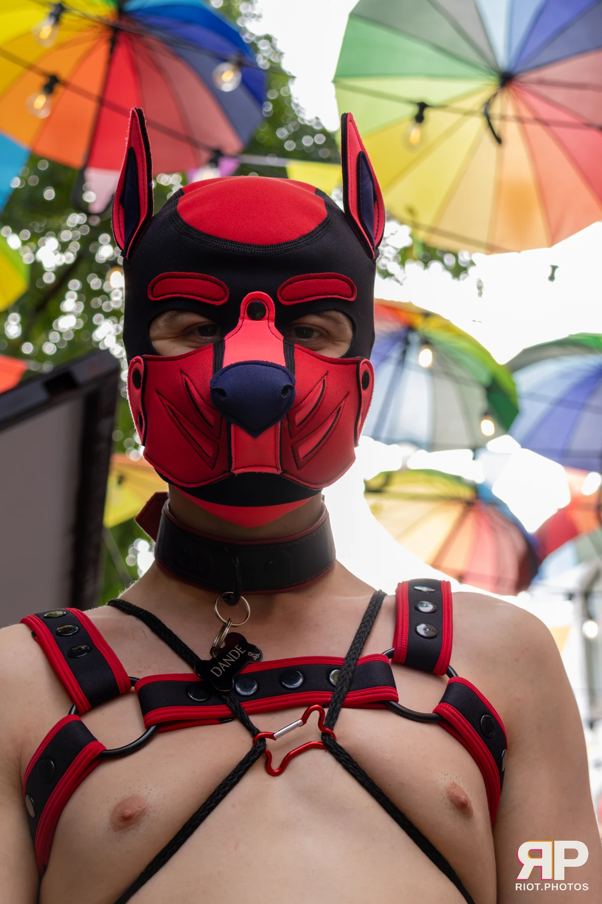 Pup Dande — furry & pup photography by Fluffy Riot — photo 57