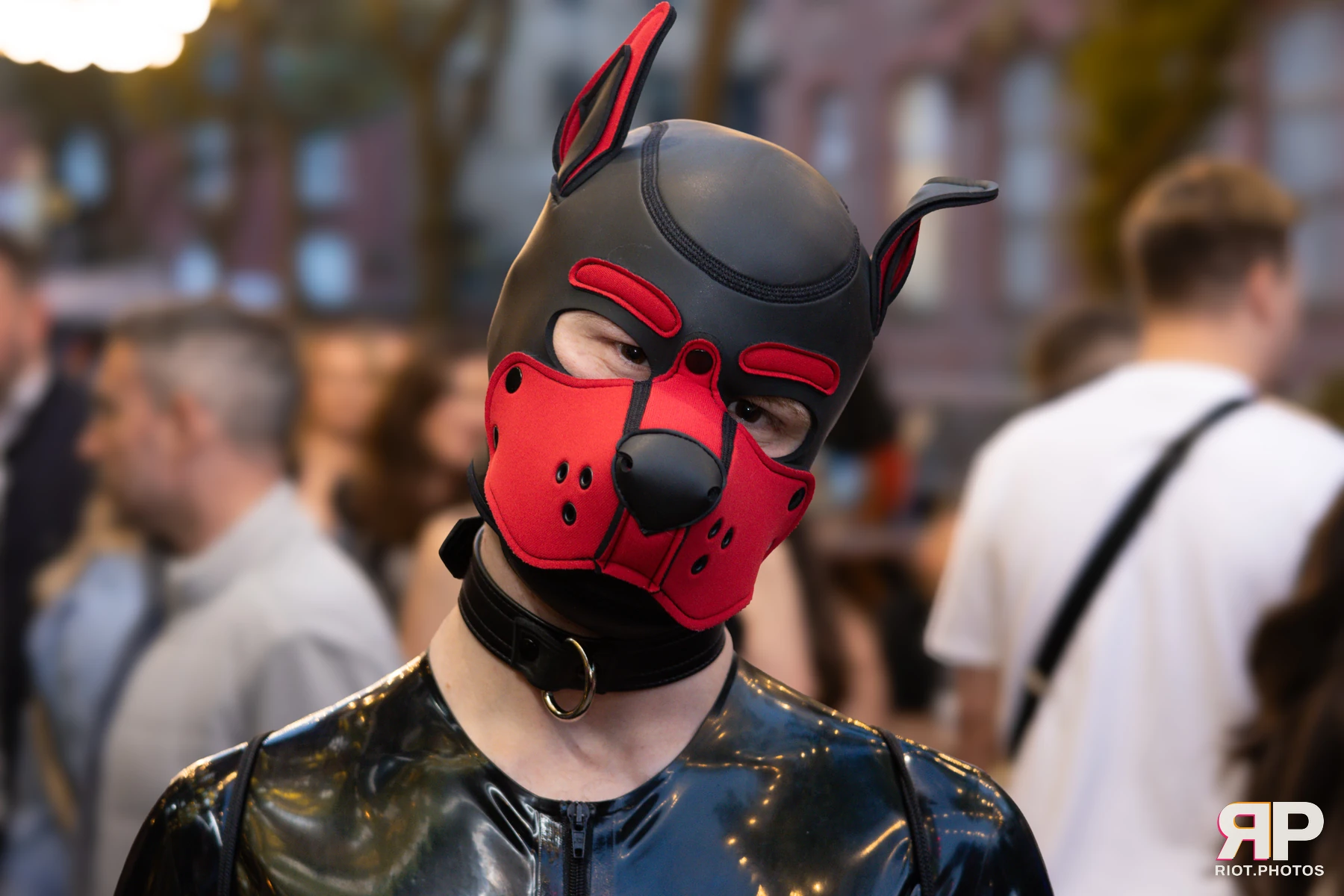 Pup Kaz — furry & pup photography by Fluffy Riot — photo 615