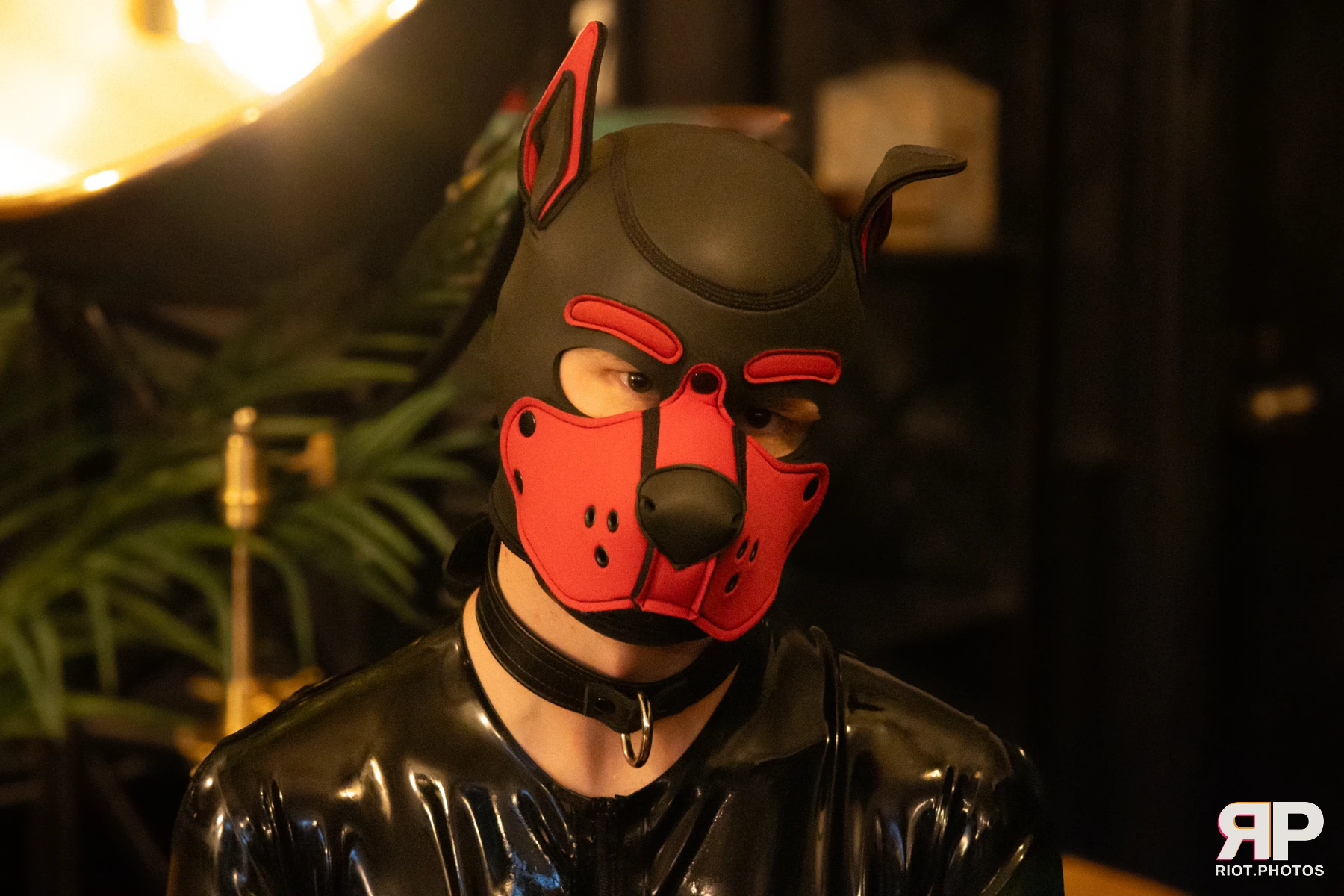 Pup Kaz — furry & pup photography by Fluffy Riot — photo 617