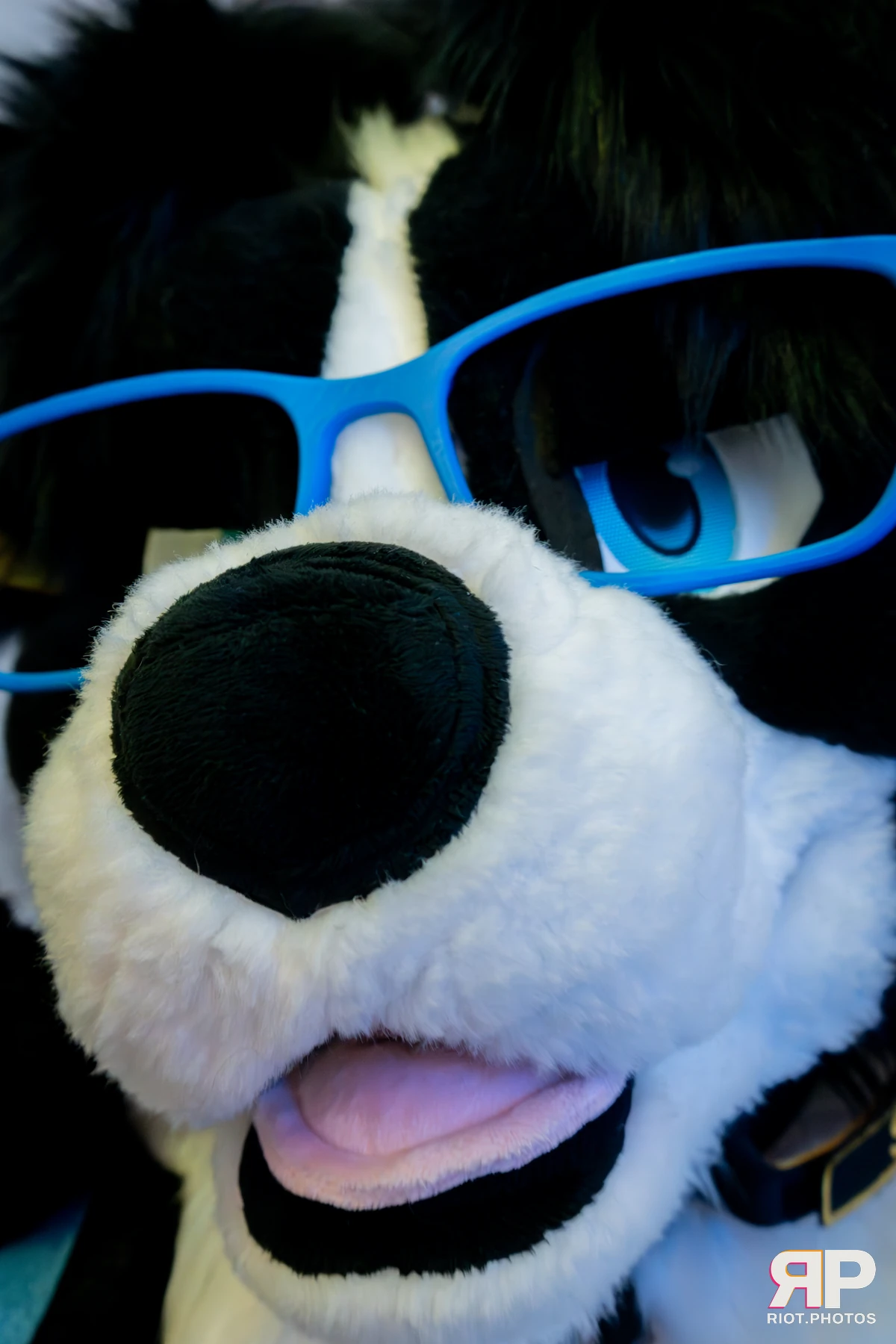 Pawsome 2025 — 19 Oct 2025, Fluffy Riot photography — photo 28