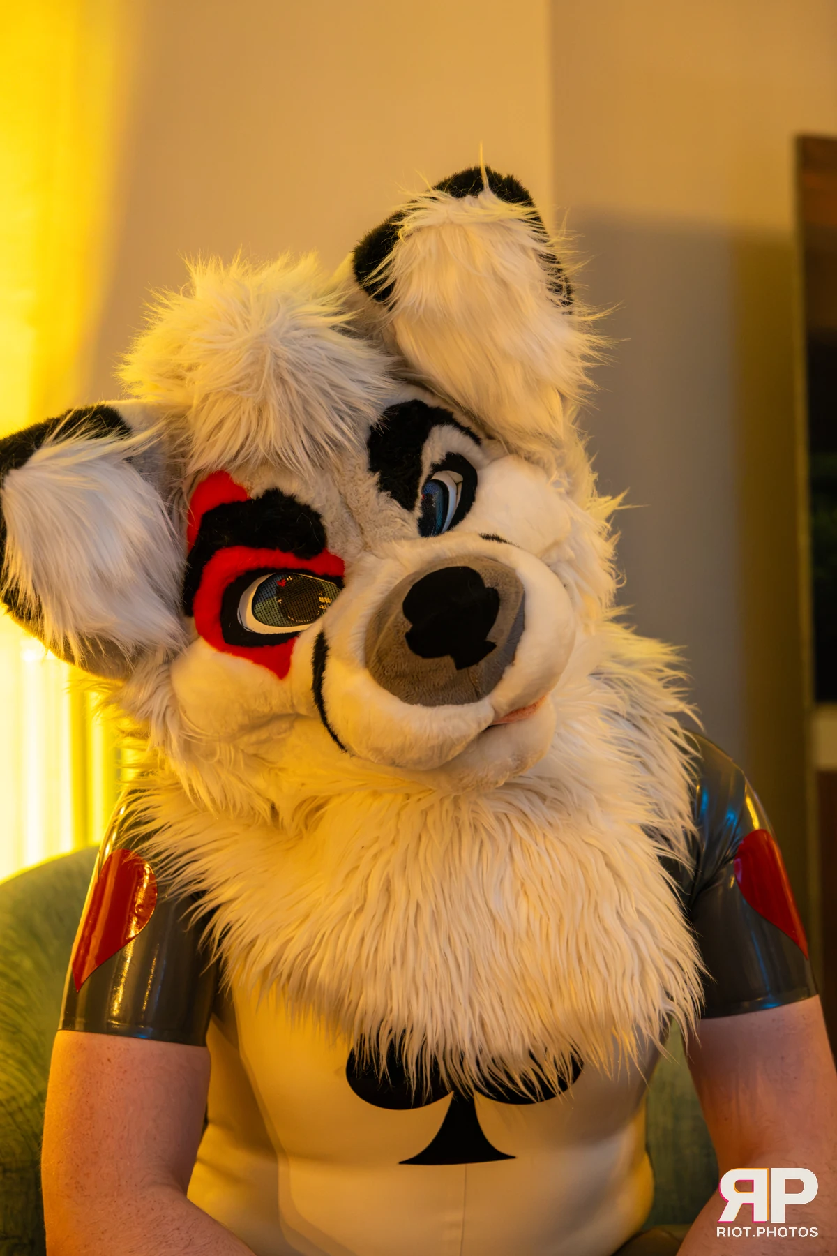 Pawsome 2026 - 05 Oct 2026, Fluffy Riot photography - photo 44