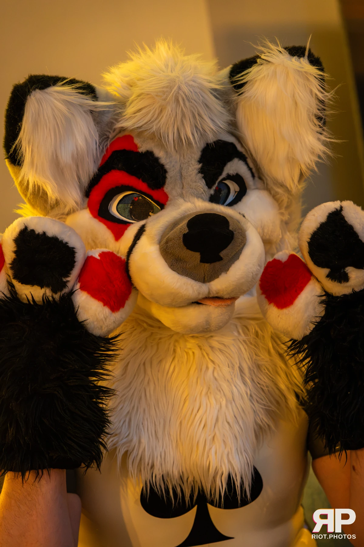 Pawsome 2026 - 05 Oct 2026, Fluffy Riot photography - photo 45