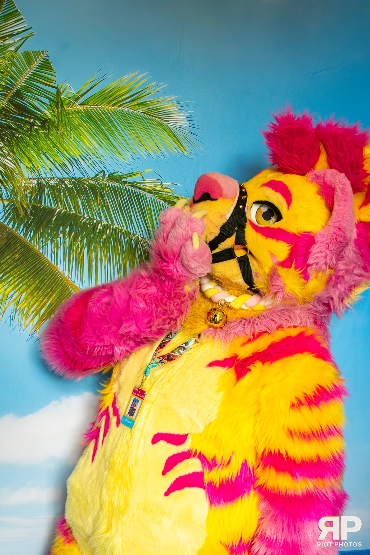 Starburst / Grumpy - furry & pup photography by Fluffy Riot - photo 9