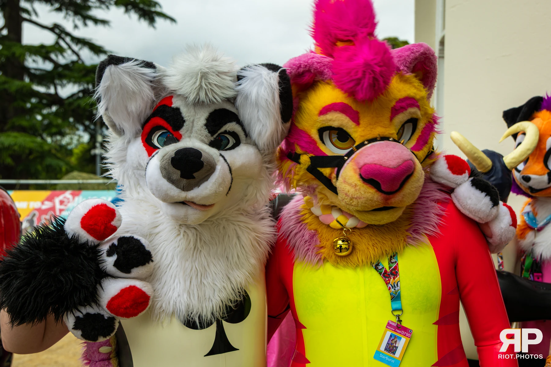 Starburst / Grumpy - furry & pup photography by Fluffy Riot - photo 6