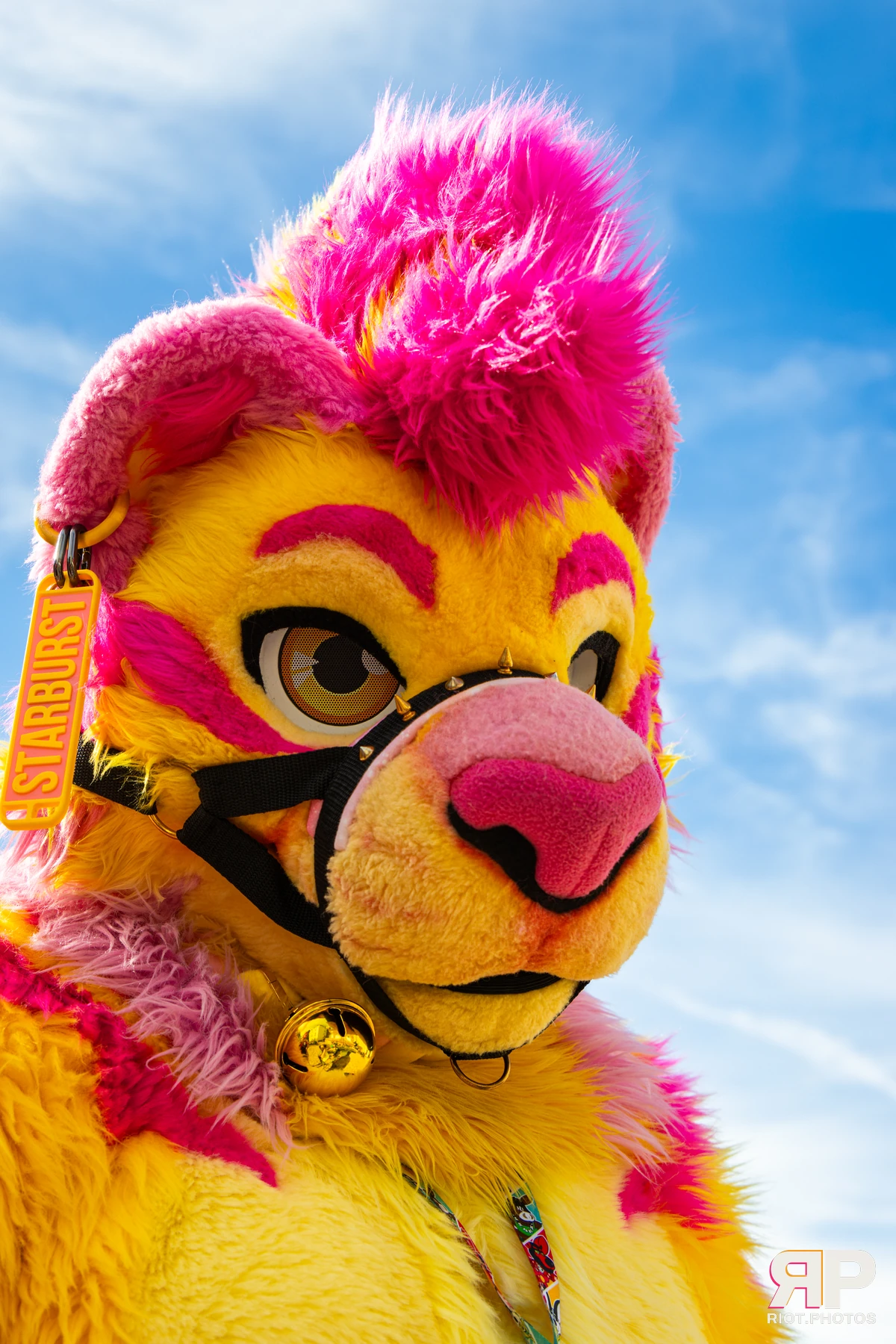 Starburst / Grumpy - furry & pup photography by Fluffy Riot - photo 2
