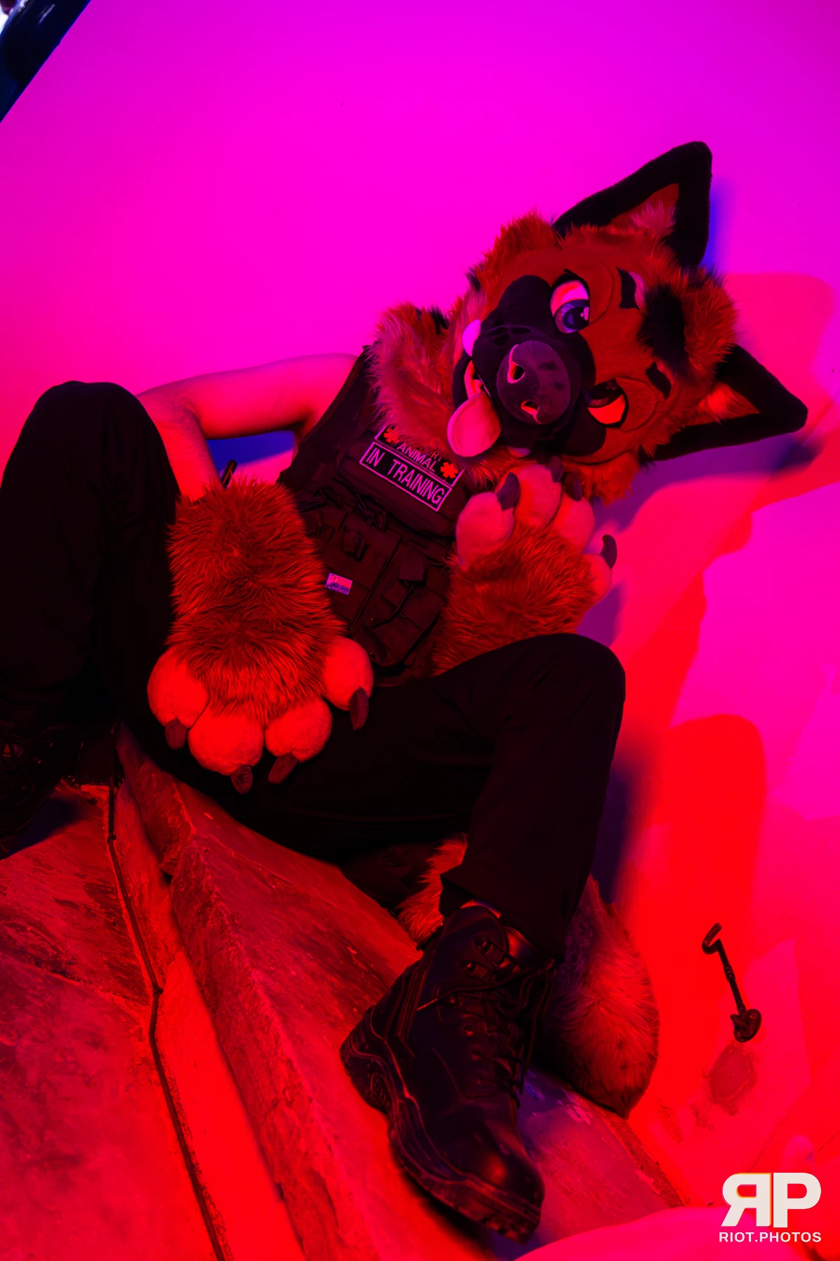IcyBarks - furry & pup photography by Fluffy Riot - photo 10