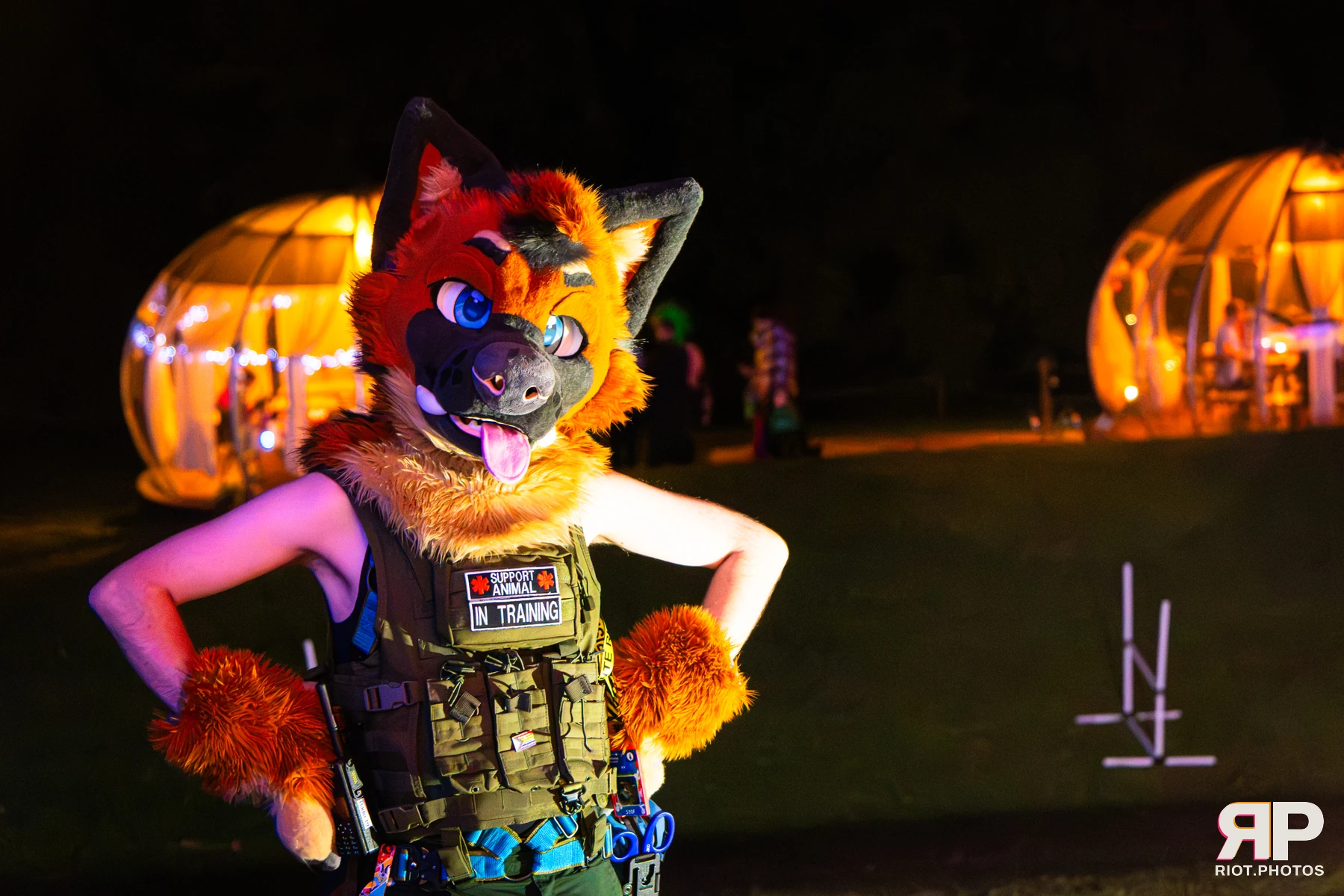 IcyBarks - furry & pup photography by Fluffy Riot - photo 9