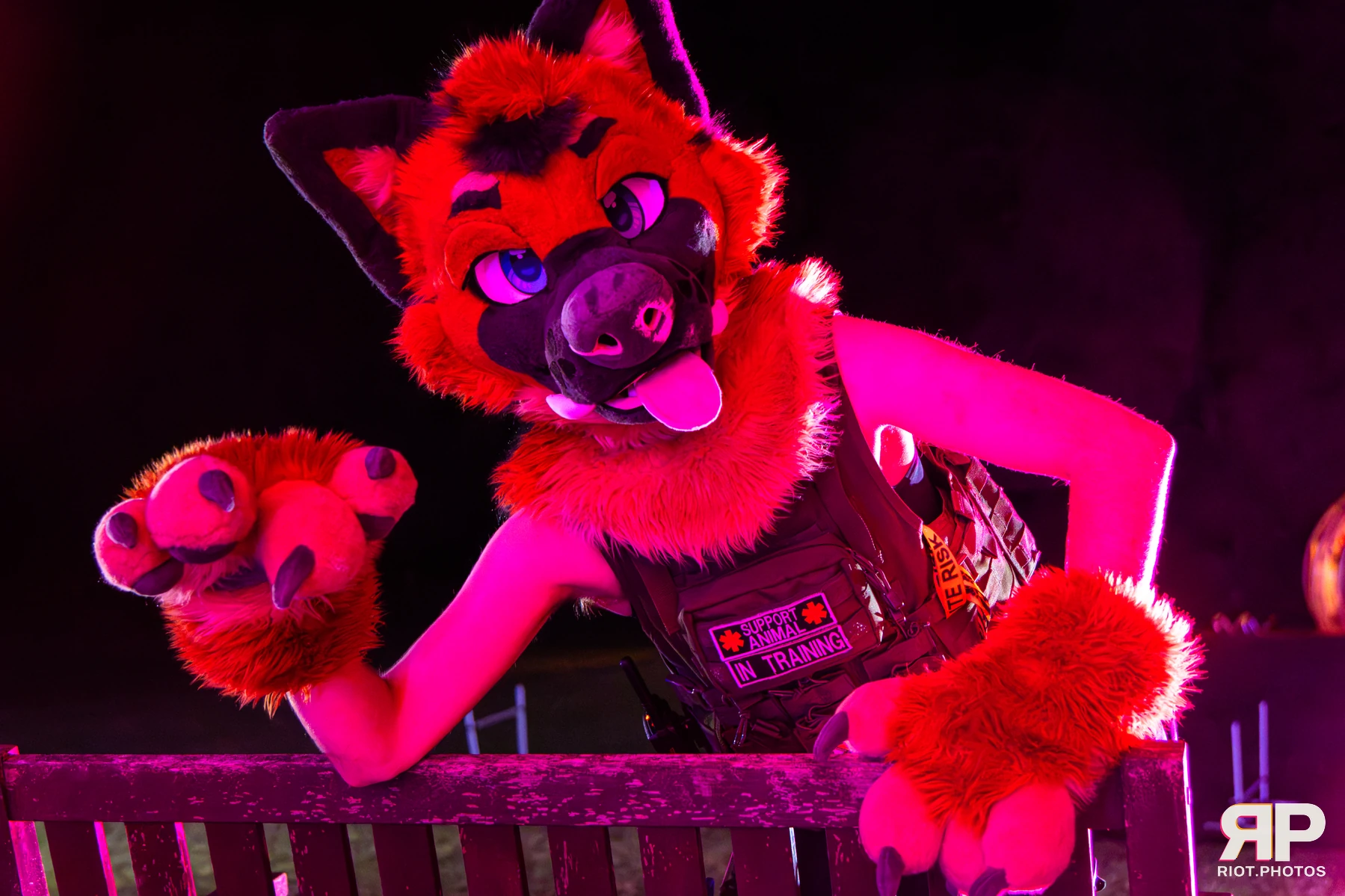 IcyBarks - furry & pup photography by Fluffy Riot - photo 4