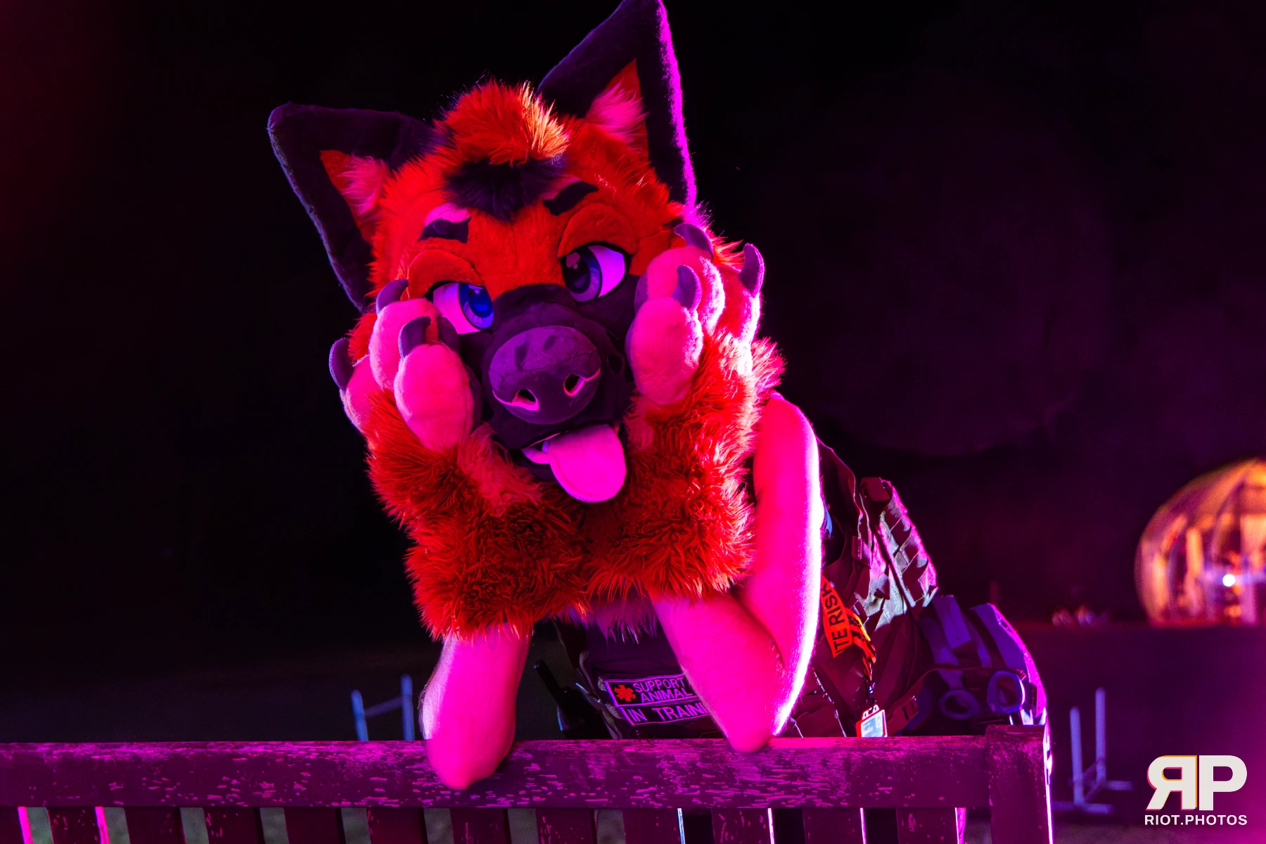 IcyBarks - furry & pup photography by Fluffy Riot - photo 3