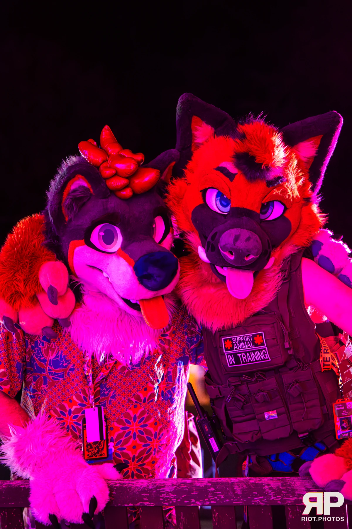 IcyBarks - furry & pup photography by Fluffy Riot - photo 1